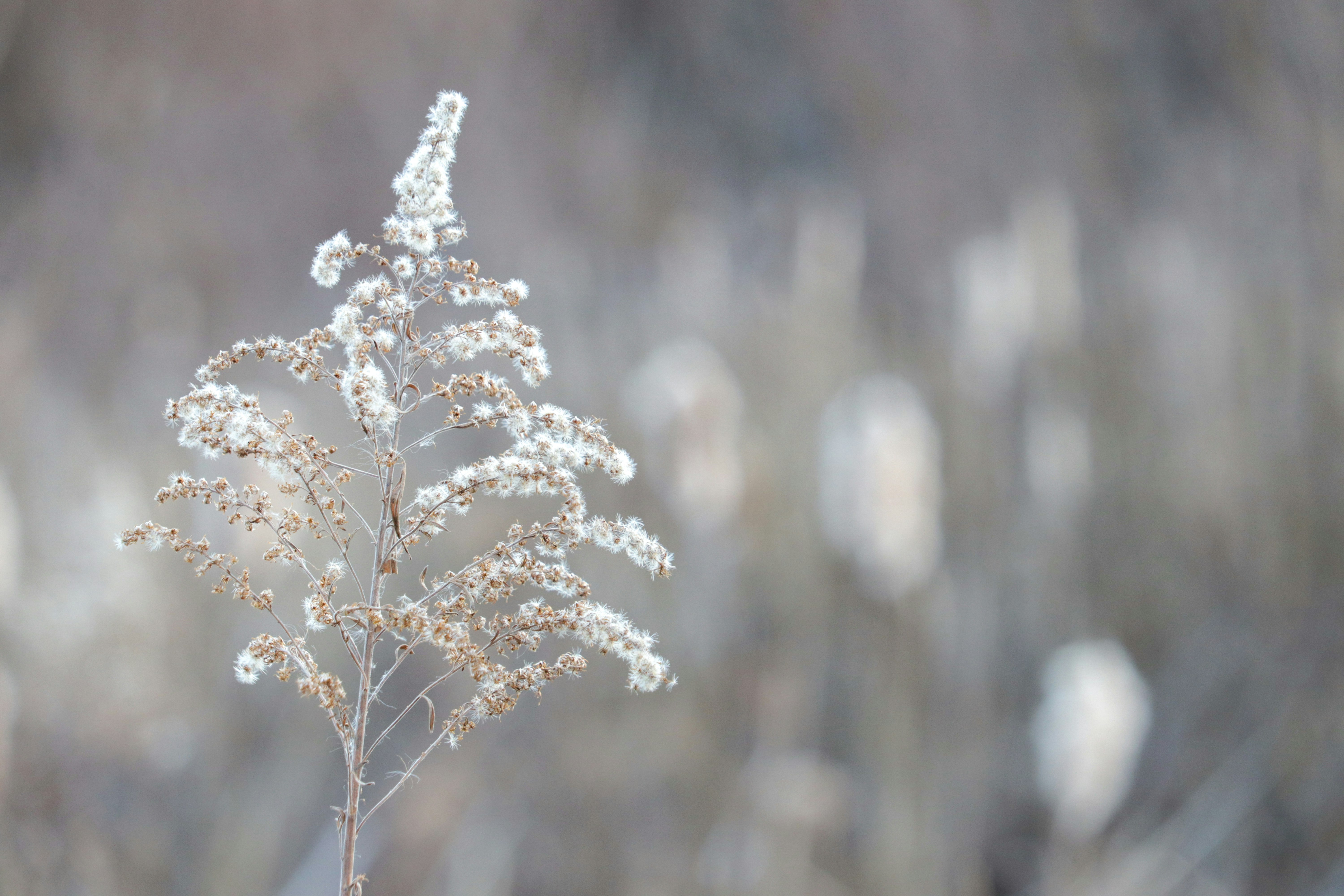 small flowering plant in misty air