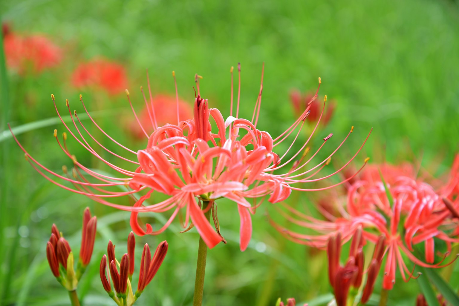 Vivid red spider lilies blooming against a green background