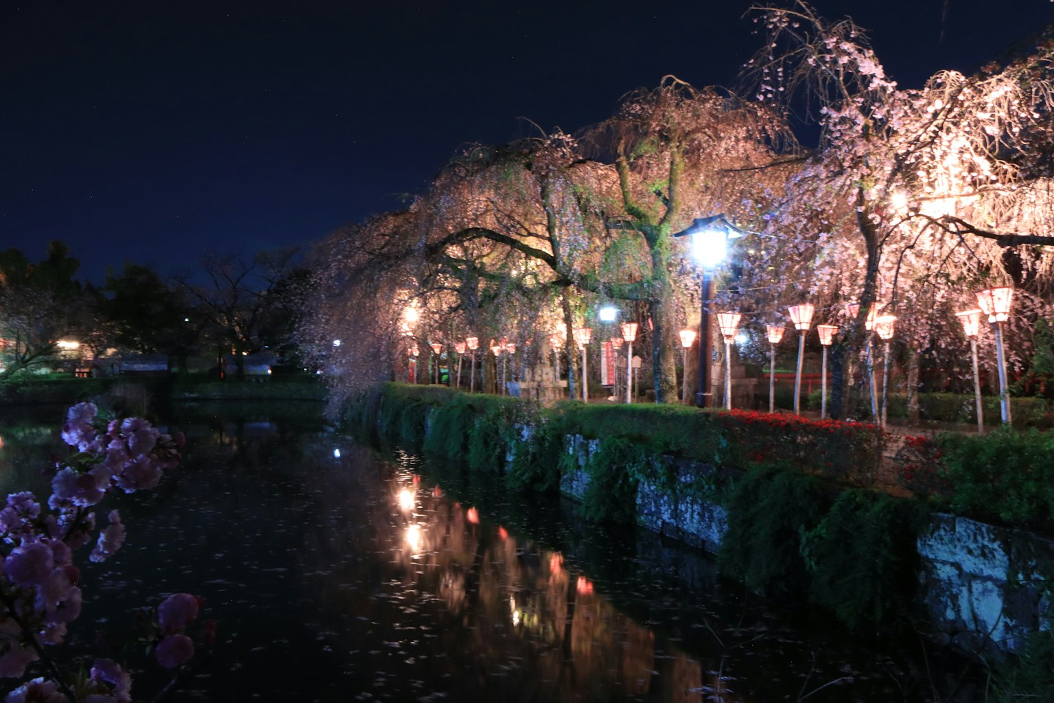 Night view of cherry blossom trees along a pond with lanterns