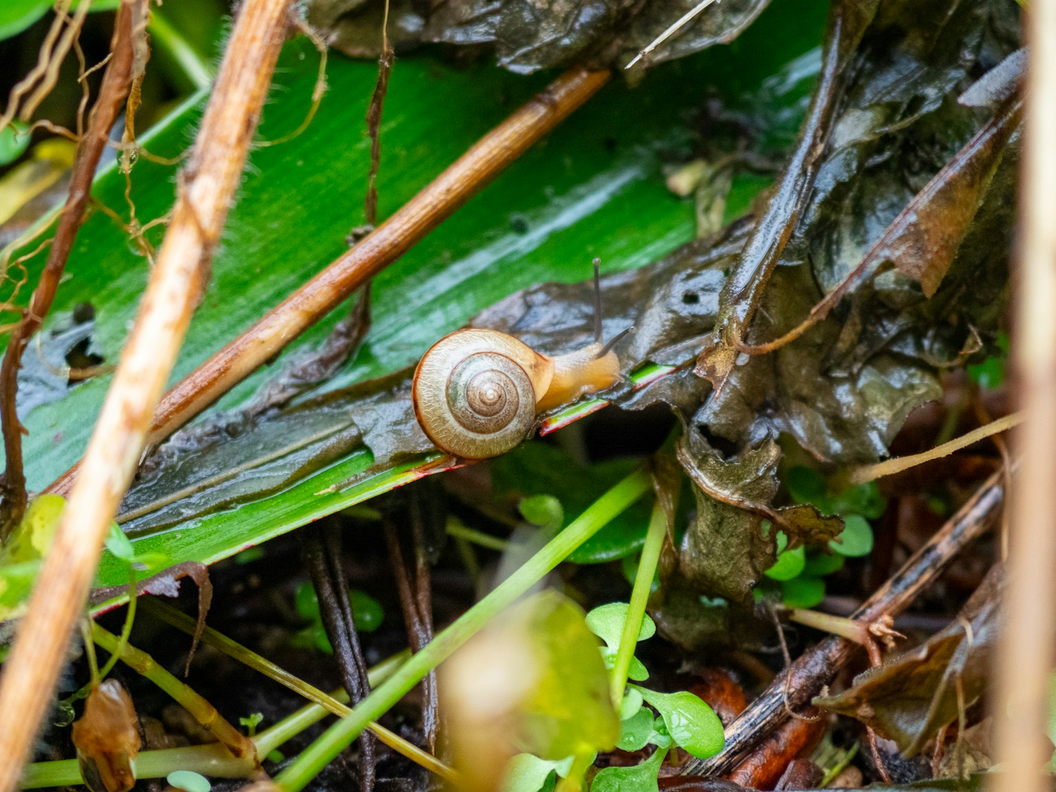 Close-up siput merayap di atas daun basah