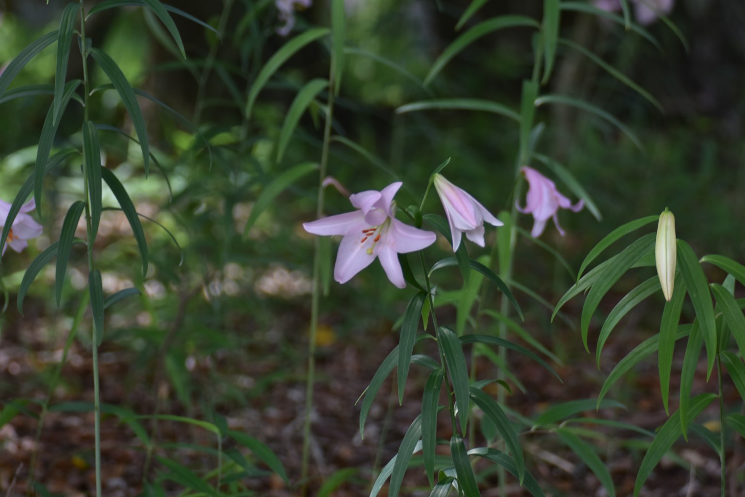 有淡粉色花朵的百合植物在绿色茎和叶子之间盛开