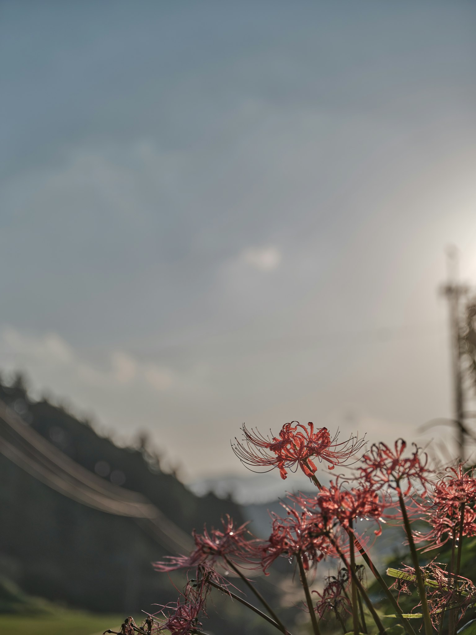 Flores rosas en primer plano con un fondo montañoso y un atardecer