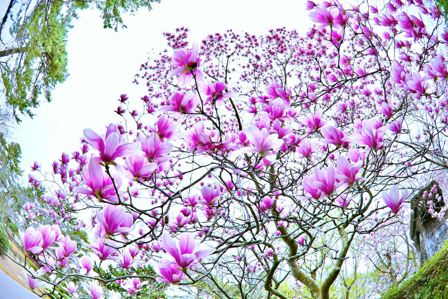 Un bell'albero di magnolia in fiore con fiori rosa