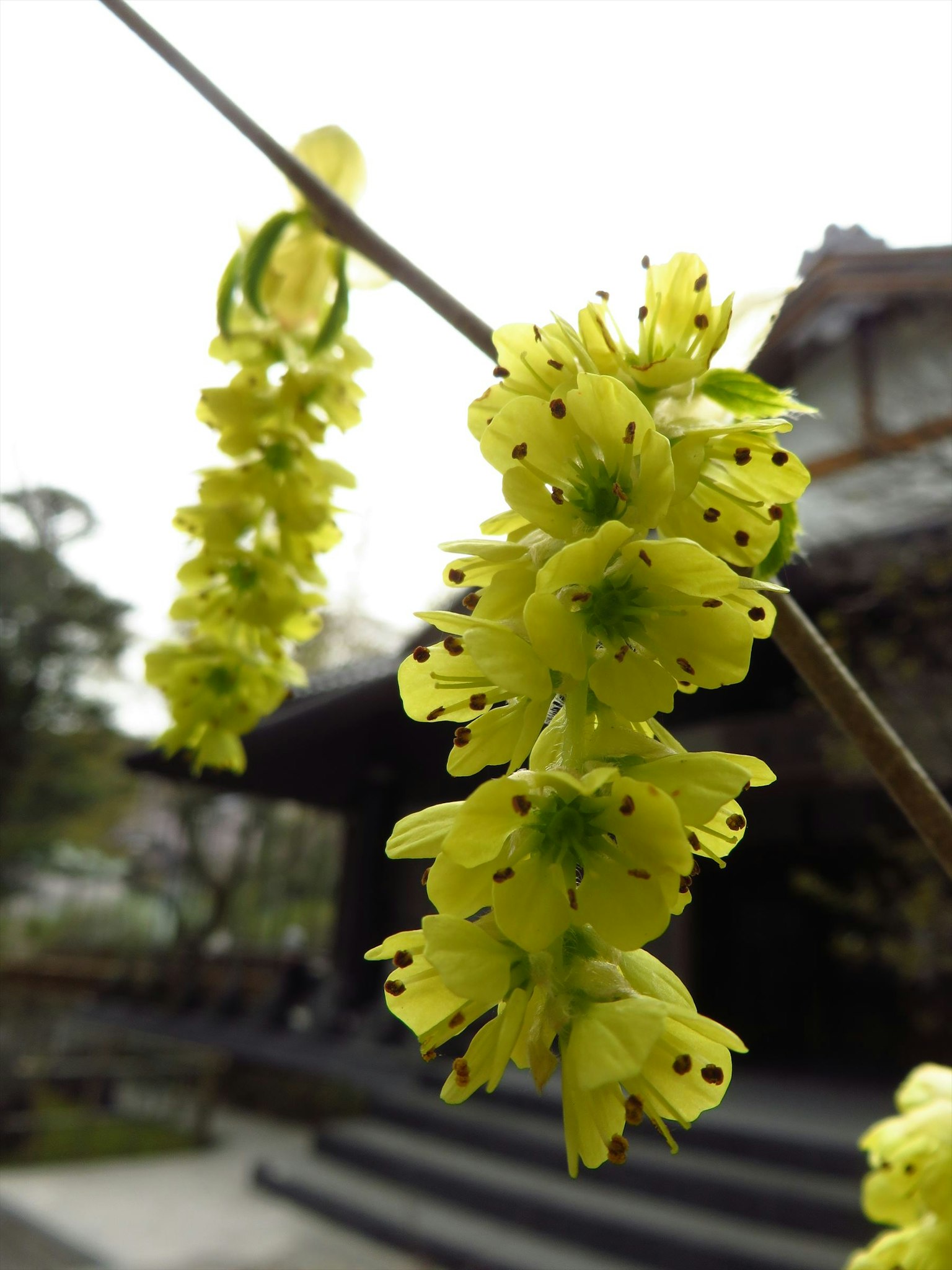 Gelbe Blumencluster hängen von einem Zweig mit einem traditionellen Gebäude im Hintergrund