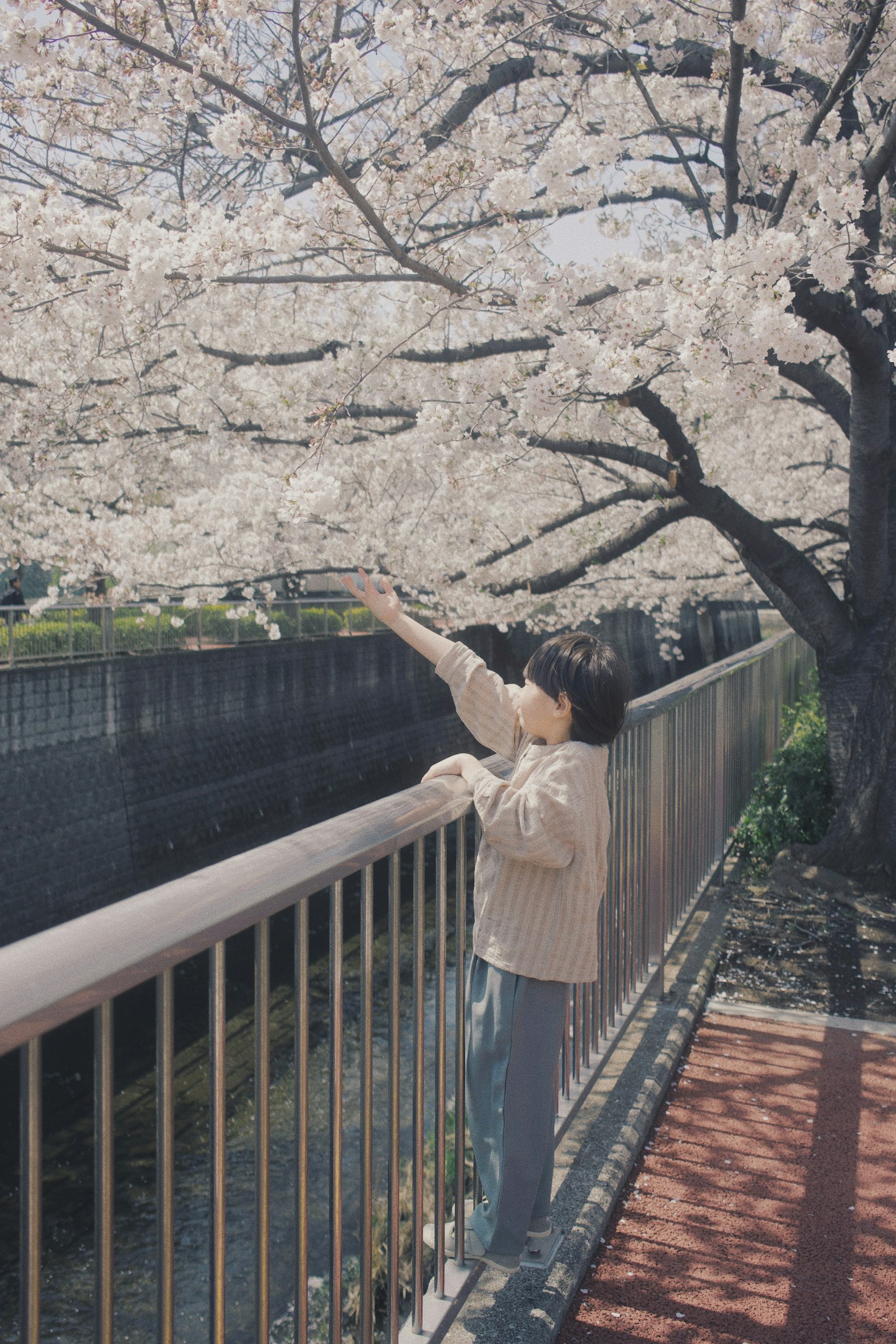 Woman reaching for cherry blossoms by the river