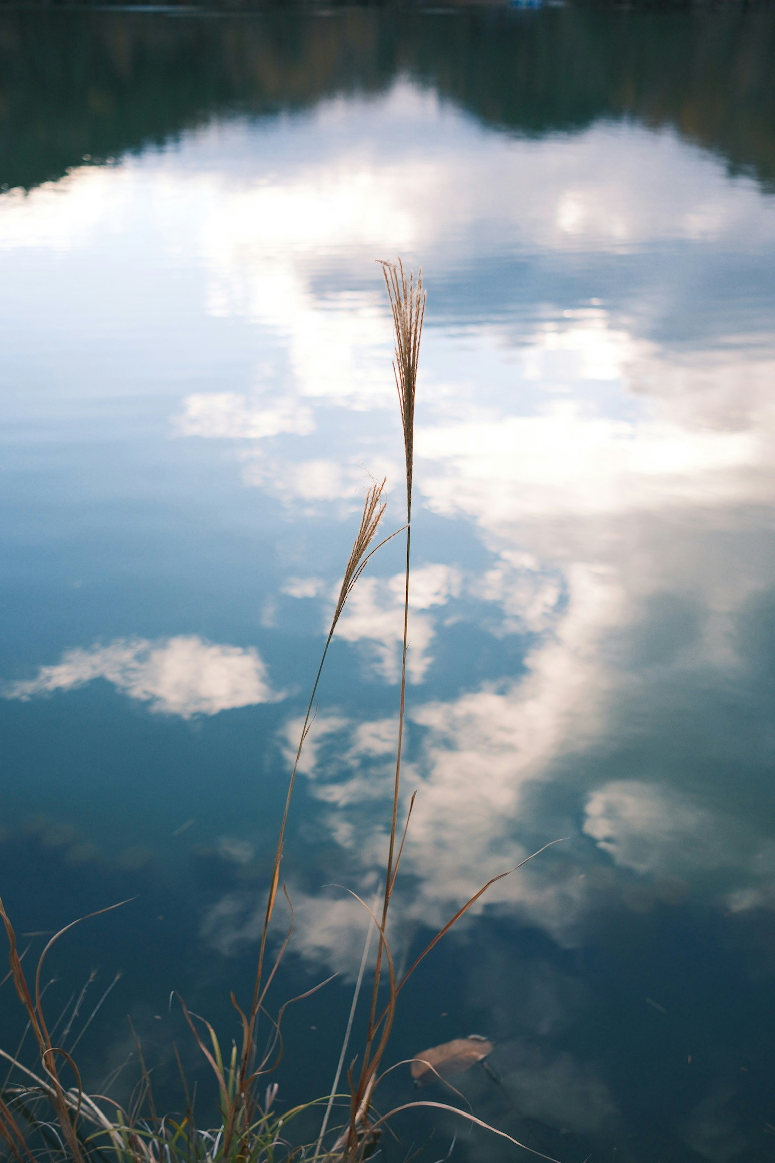 穏やかな湖面に映る雲と草の反射