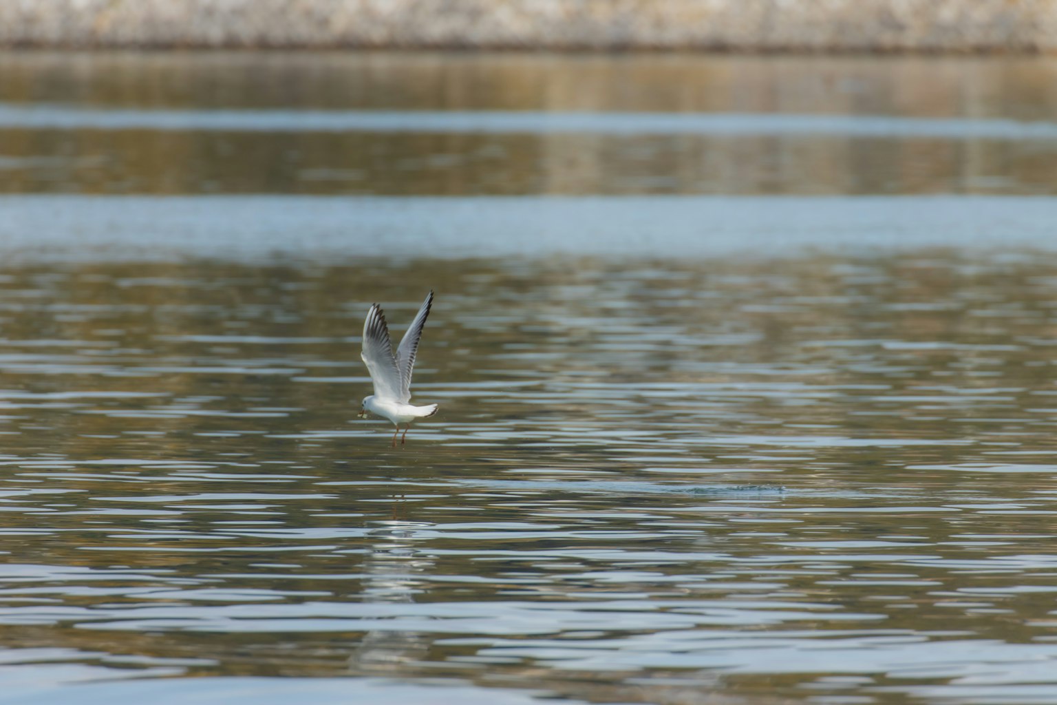 Ein Vogel, der ins Wasser taucht, mit einem ruhigen See im Hintergrund