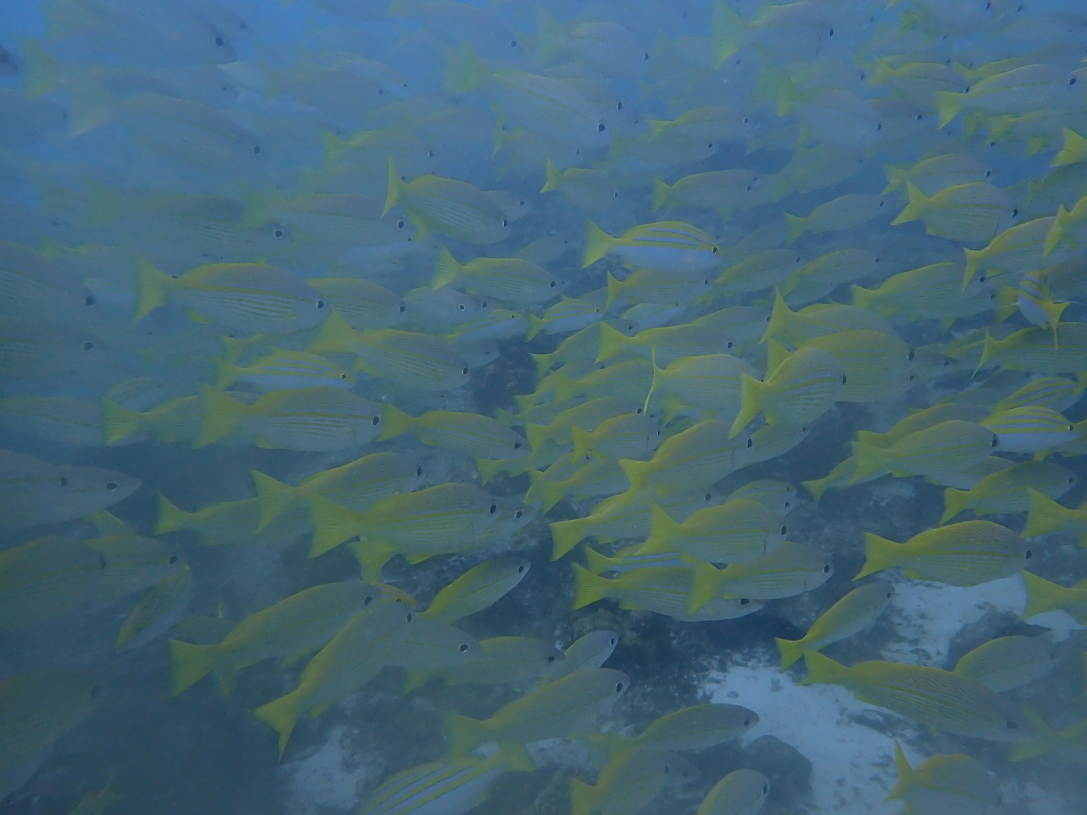水下游動的黃色魚群的生動場景