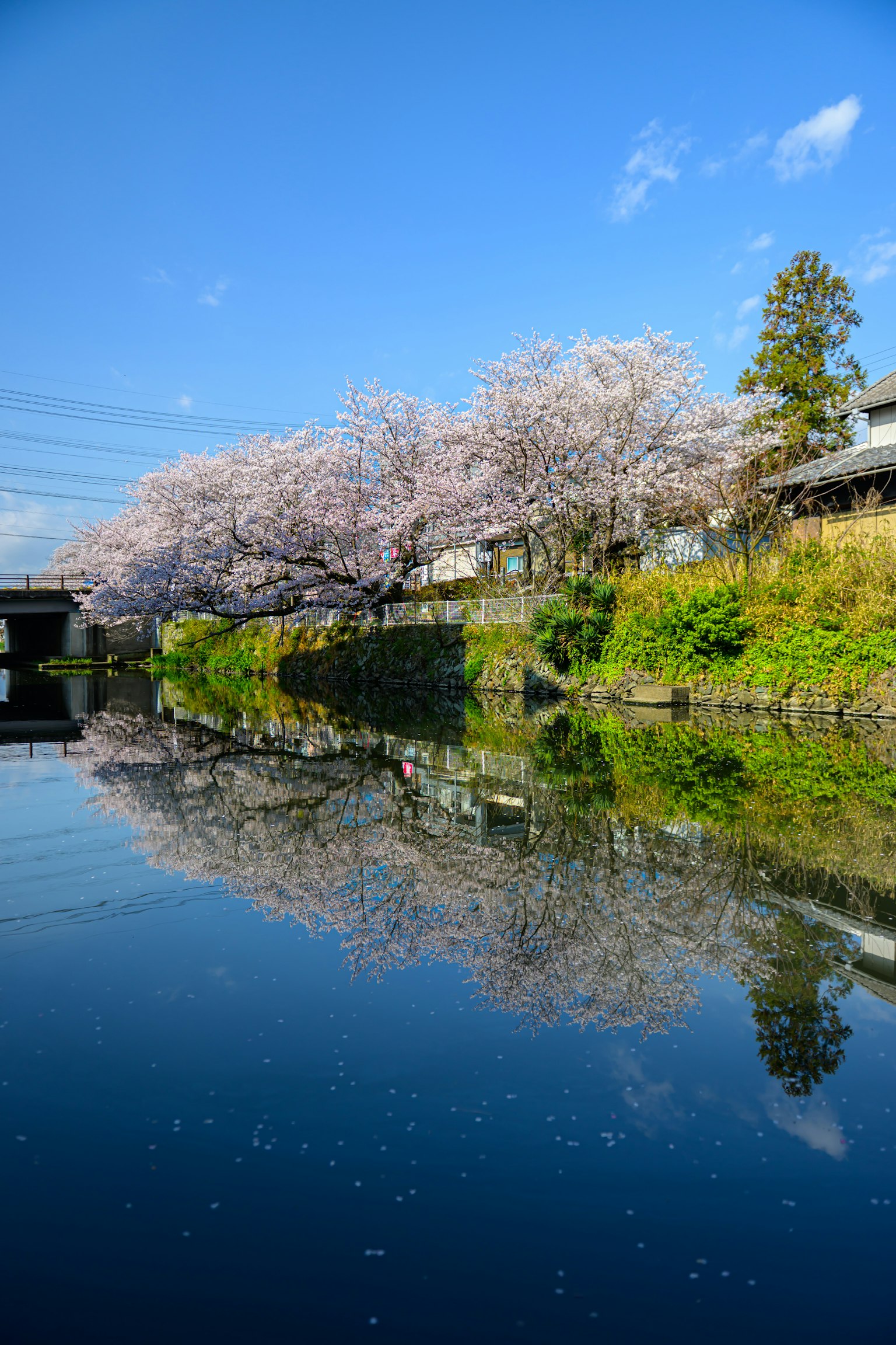 桜の木が並ぶ川の風景と青空の反映
