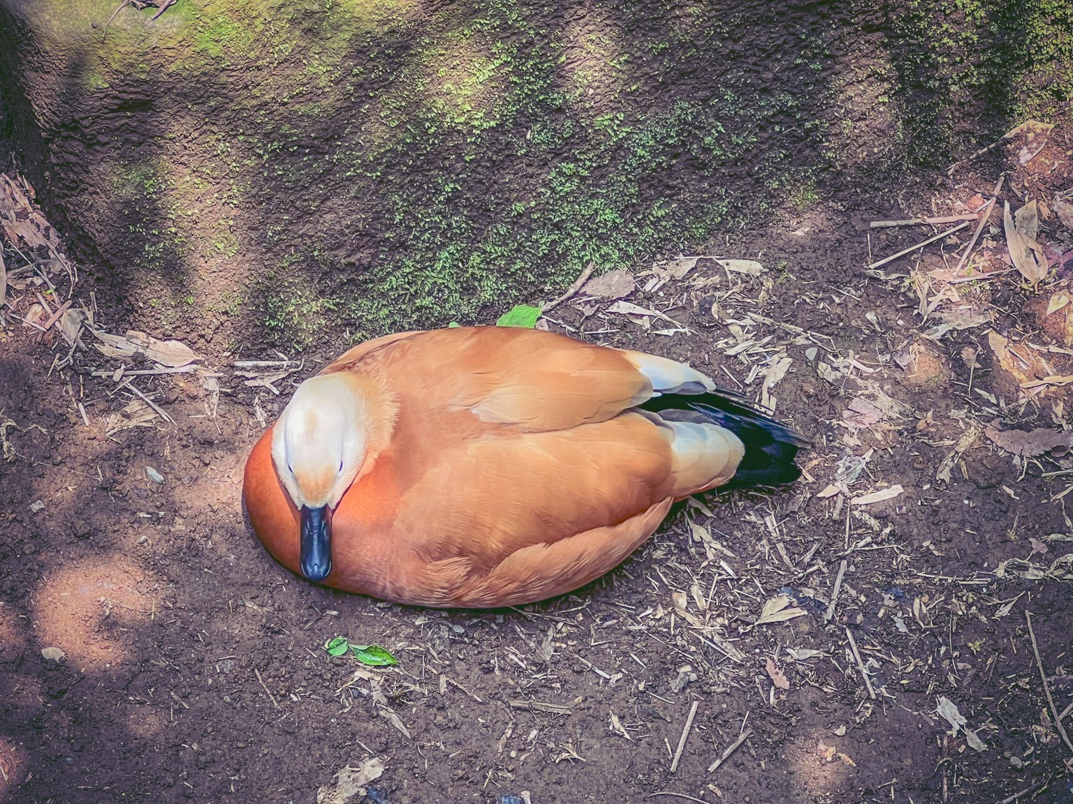 Seekor bebek mandarin yang tidur di tanah