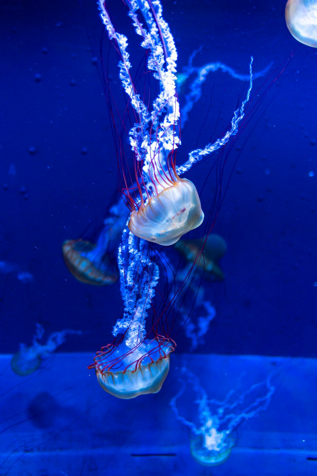 青い水中でクラゲが浮遊する水族館のような光景