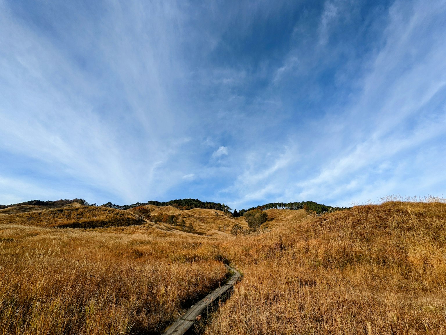 Sendero a través de hierba dorada bajo un cielo azul