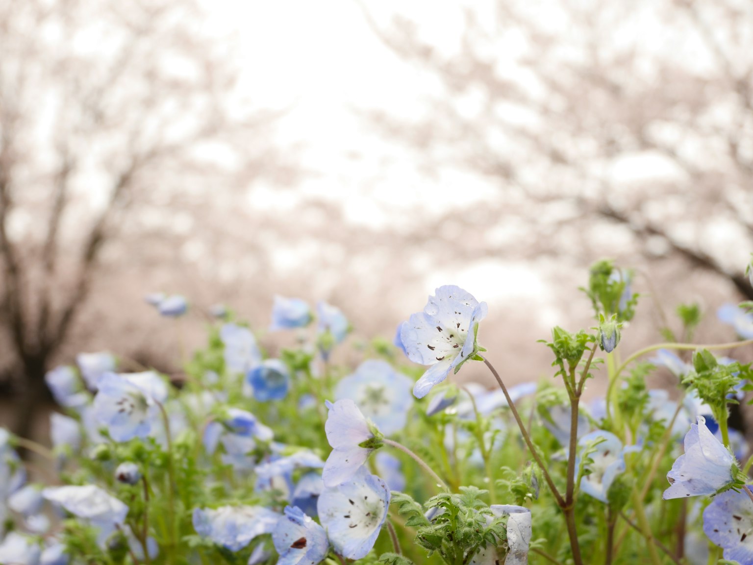 Pemandangan indah dengan bunga biru dan pohon sakura di latar belakang