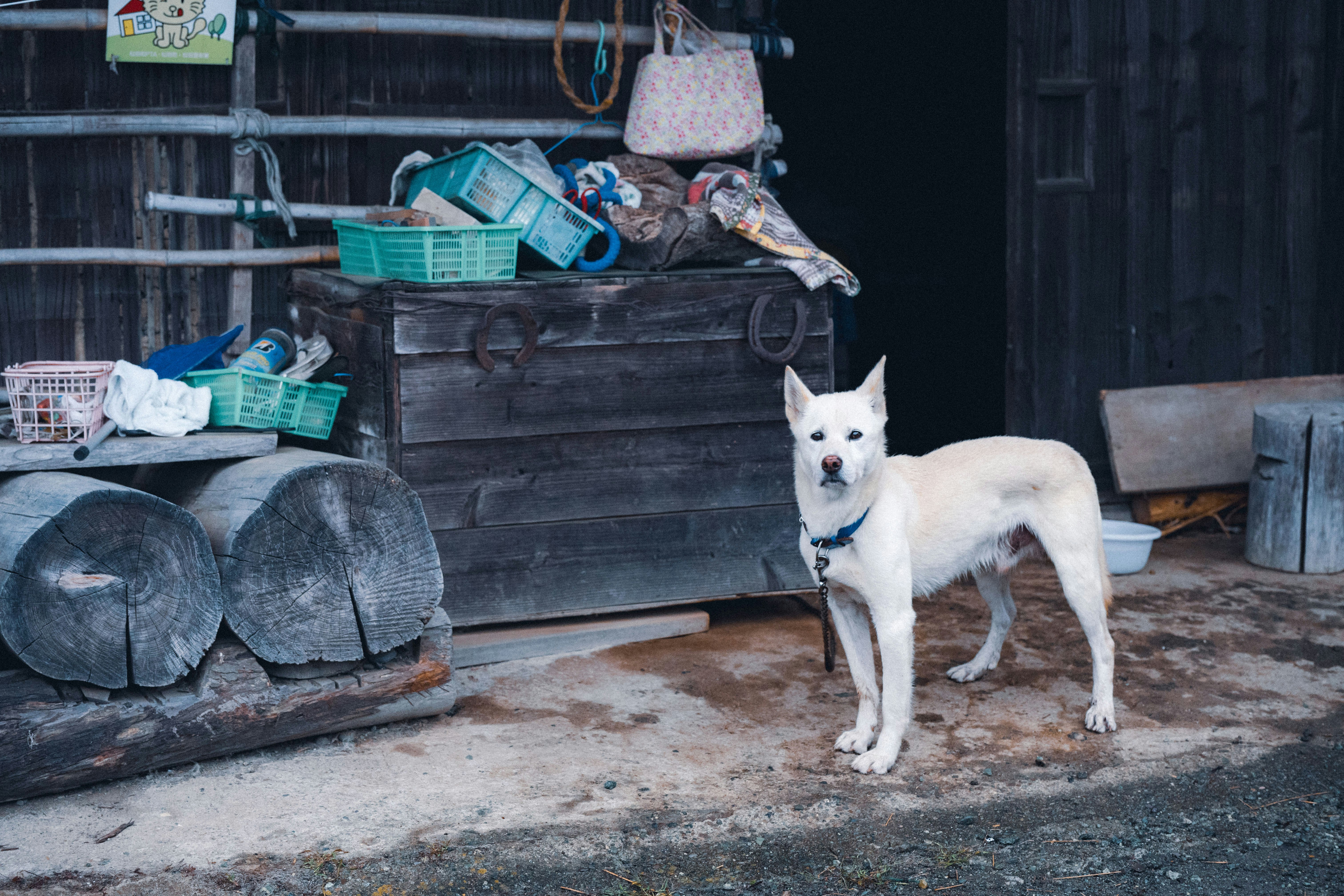 木箱の前に立つ白い犬と古い道具のある路地
