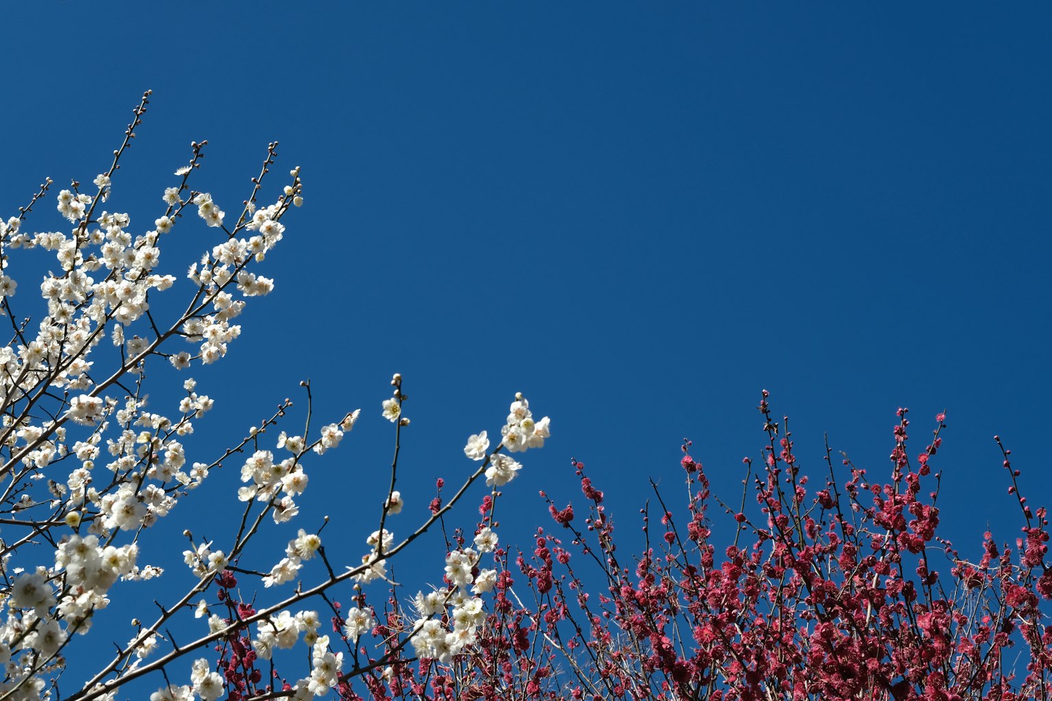 Árboles con flores blancas y rojas bajo un cielo azul