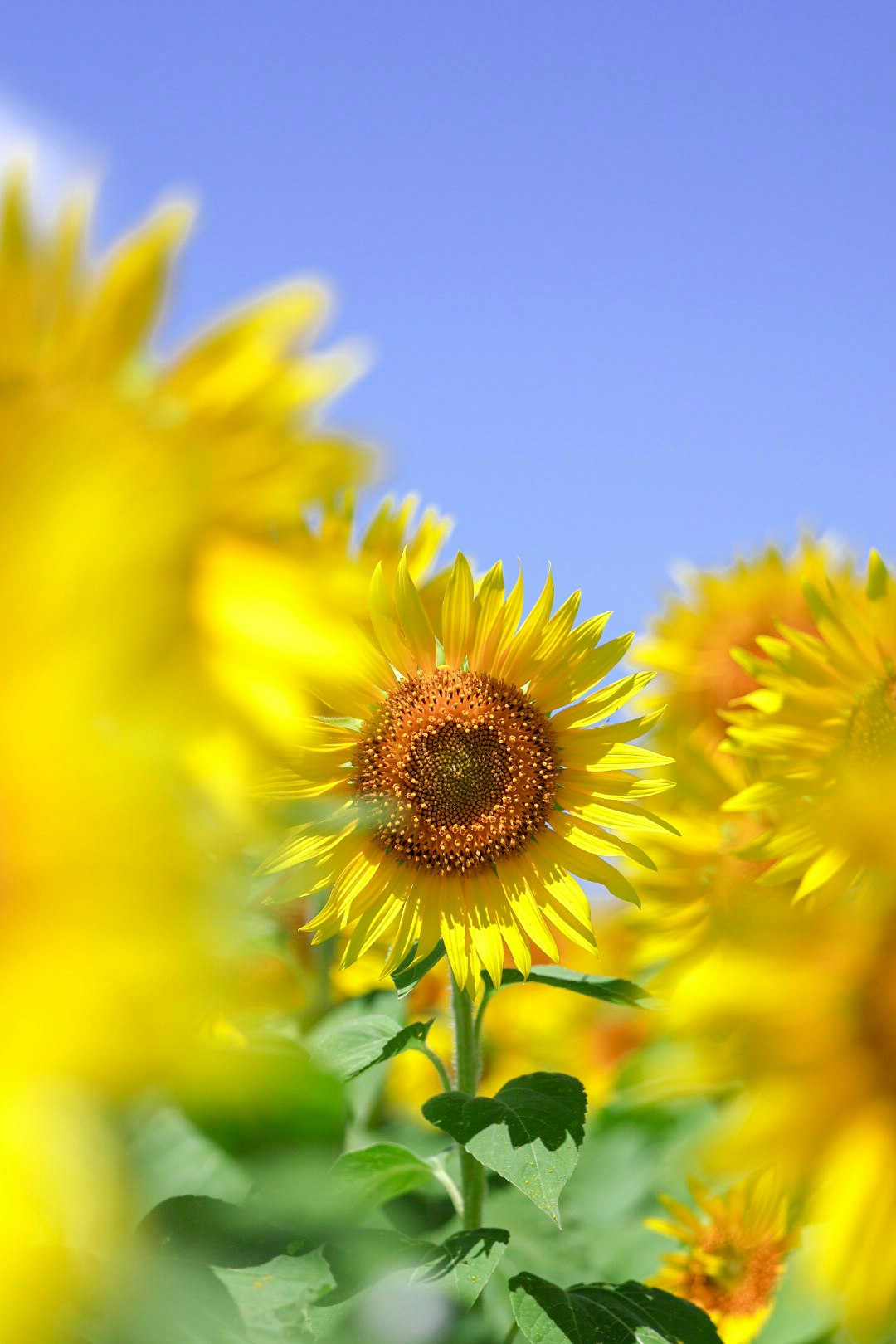 ひまわりの花と鮮やかな黄色の花畑のボケ背景