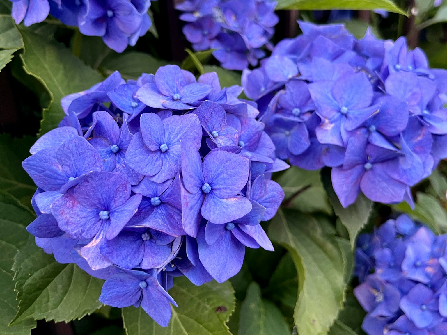 Fiori di ortensia blu vibranti che fioriscono abbondantemente