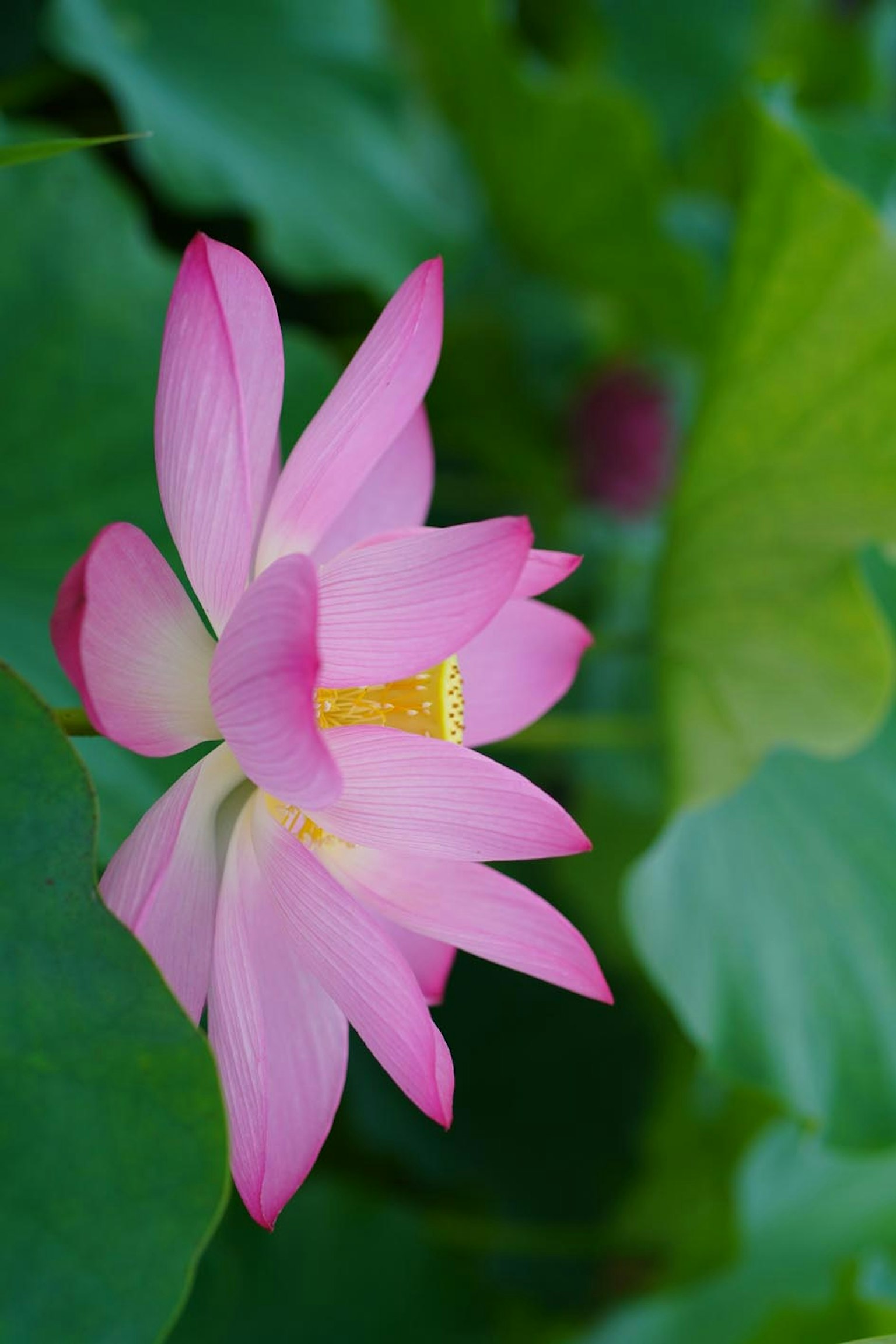 Une belle fleur de lotus rose fleurissant parmi des feuilles vertes
