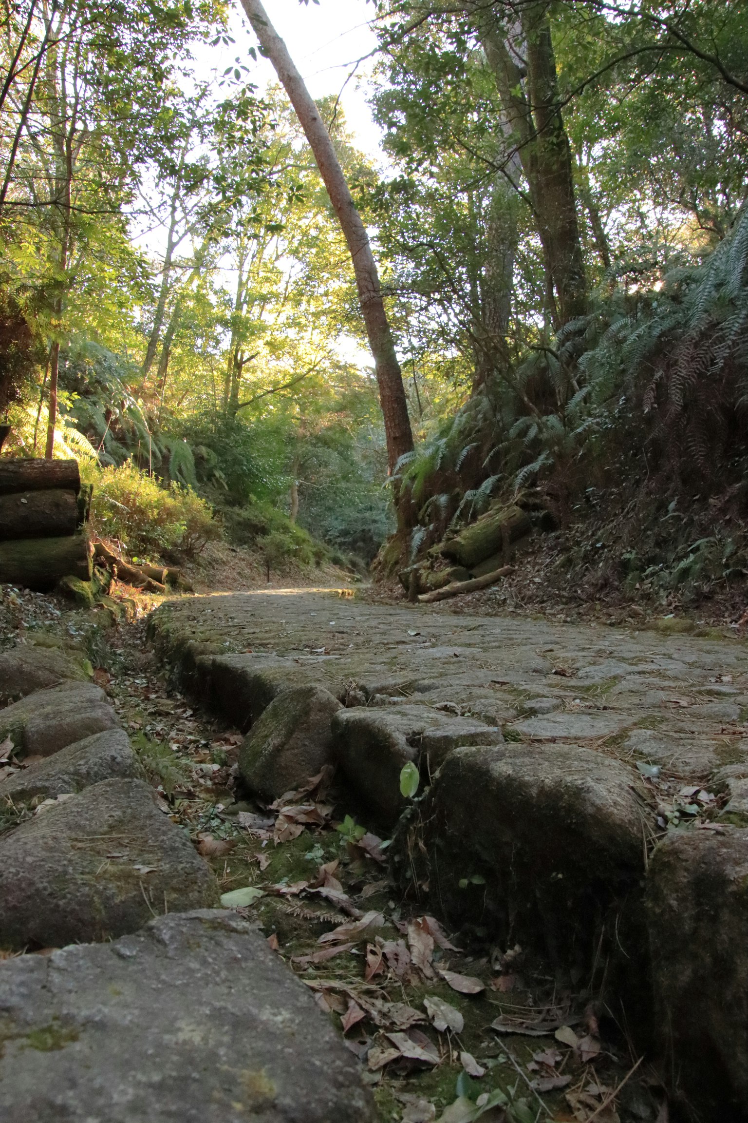 Camino de piedra a través de un bosque frondoso con luz solar filtrándose
