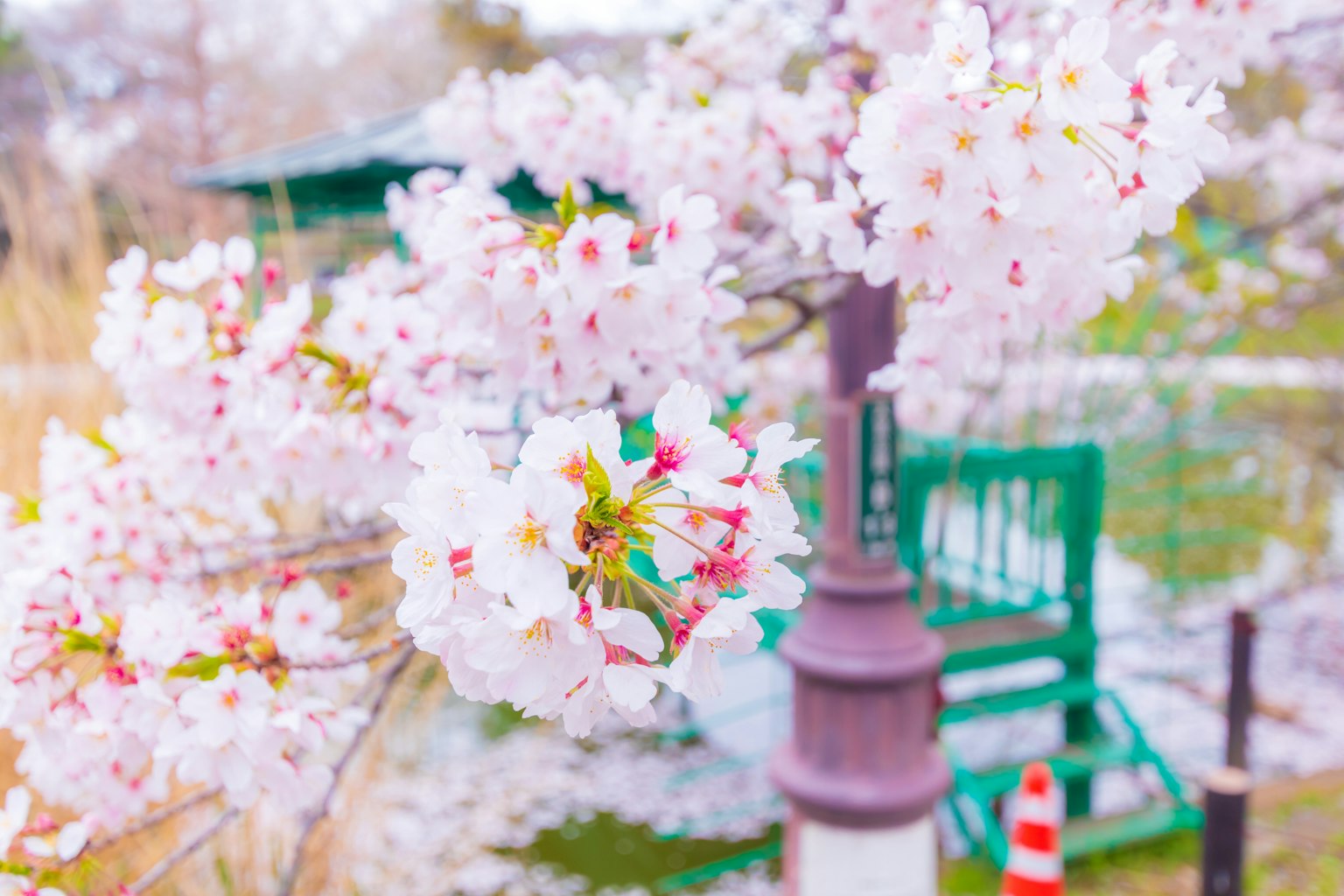 Bunga sakura mekar dengan bangku taman dan tiang lampu di latar belakang