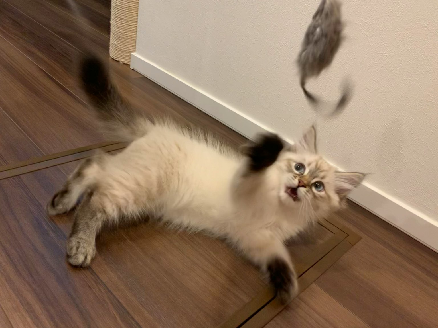 一只顽皮的猫伸手去抓悬挂的玩具