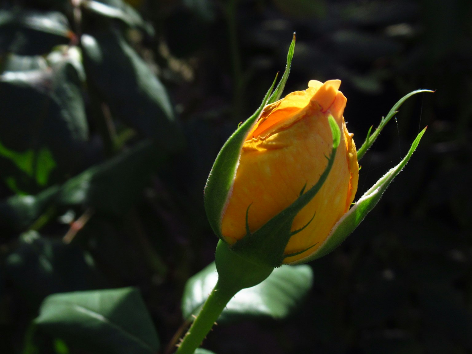 A bright yellow rosebud surrounded by green leaves