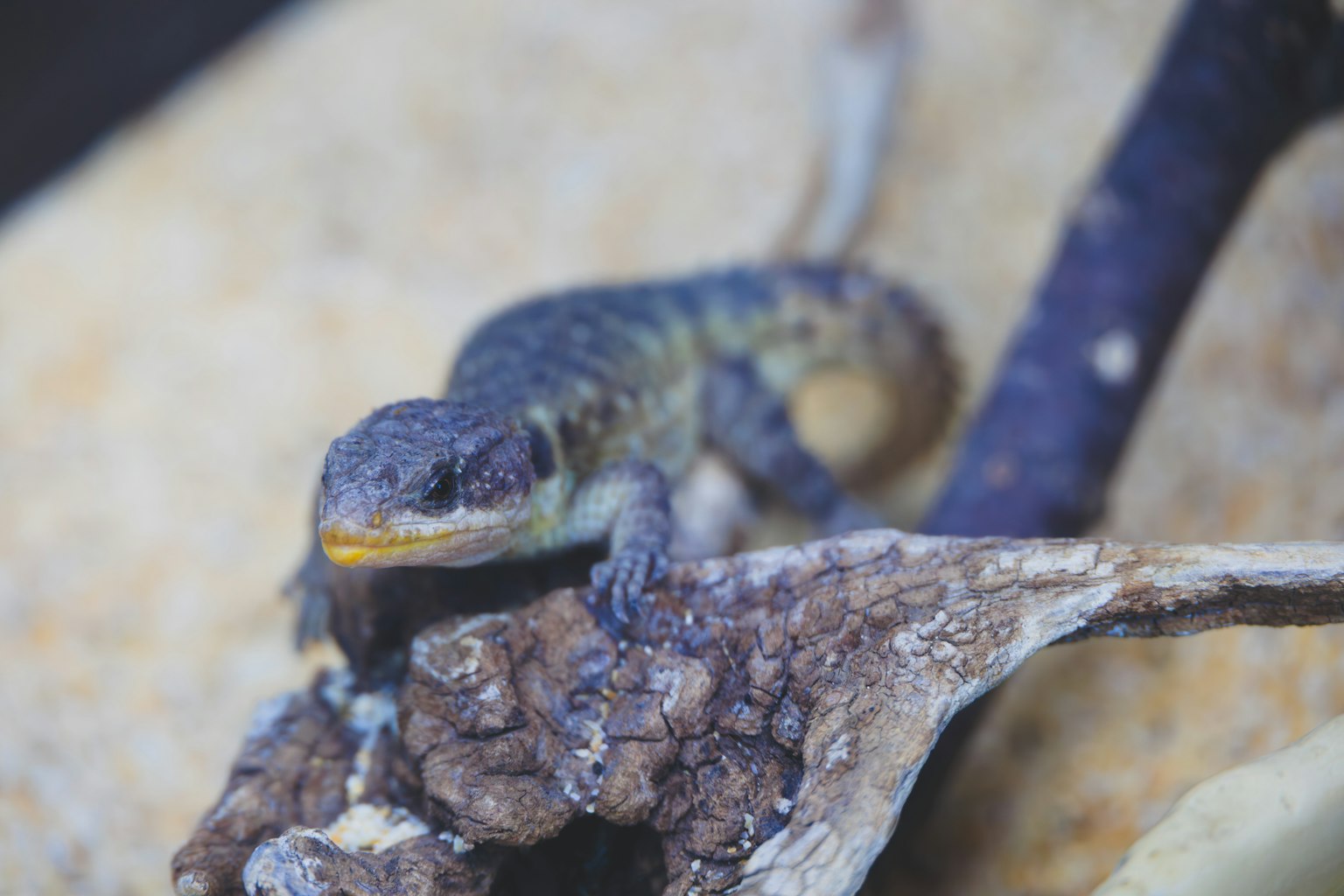 A colorful lizard perched on a rock