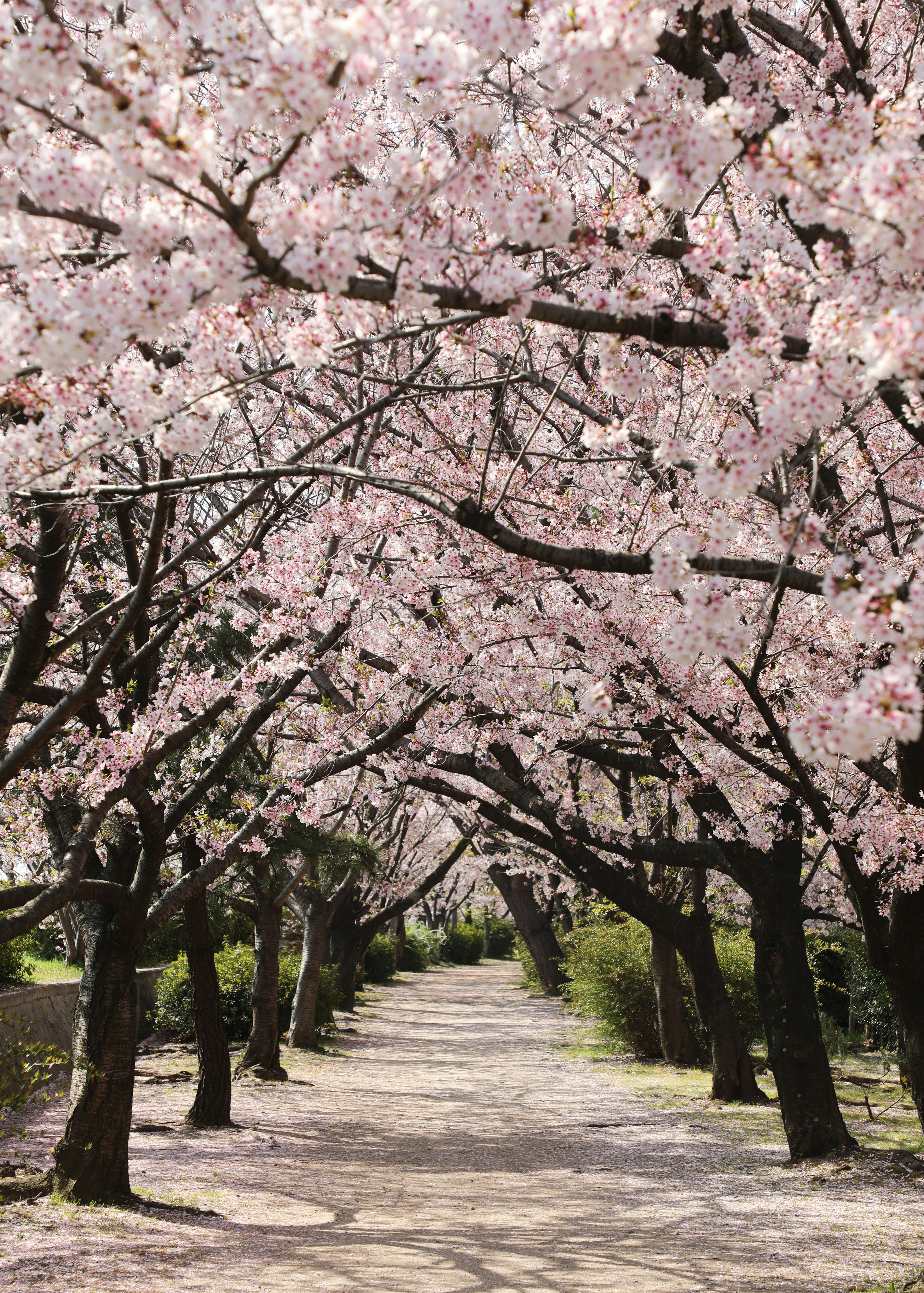 Cherry blossom tunnel-lined walkway