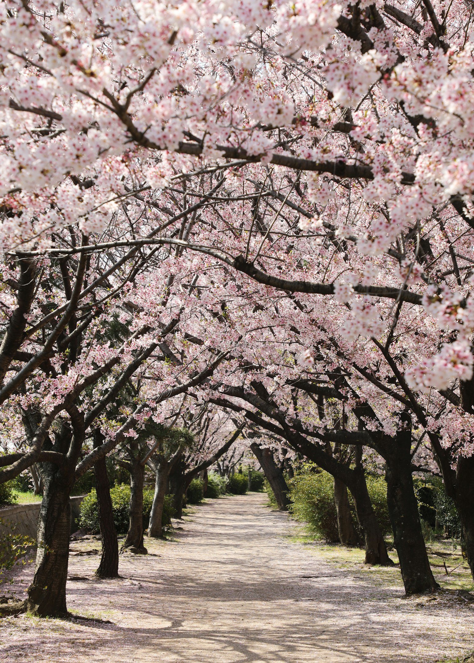 벚꽃 나무가 늘어선 아름다운 길 바닥에 흩어진 꽃잎