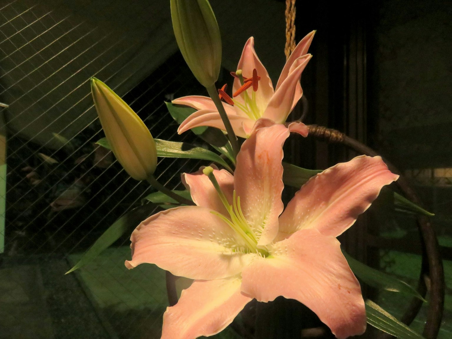 昏暗背景中的粉紅色百合和花苞