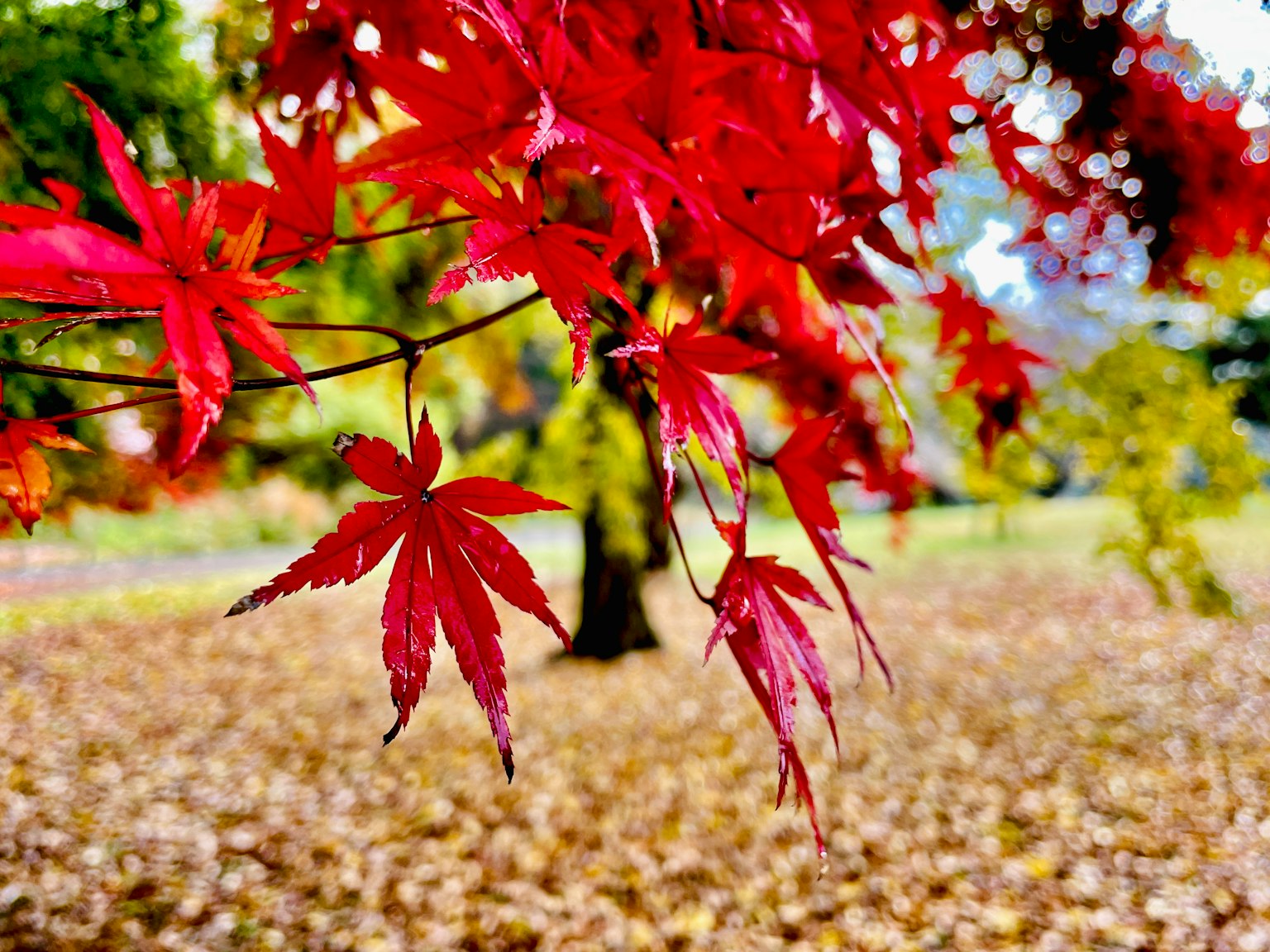 Foglie di acero rosse appese a un ramo con uno sfondo di foglie cadute