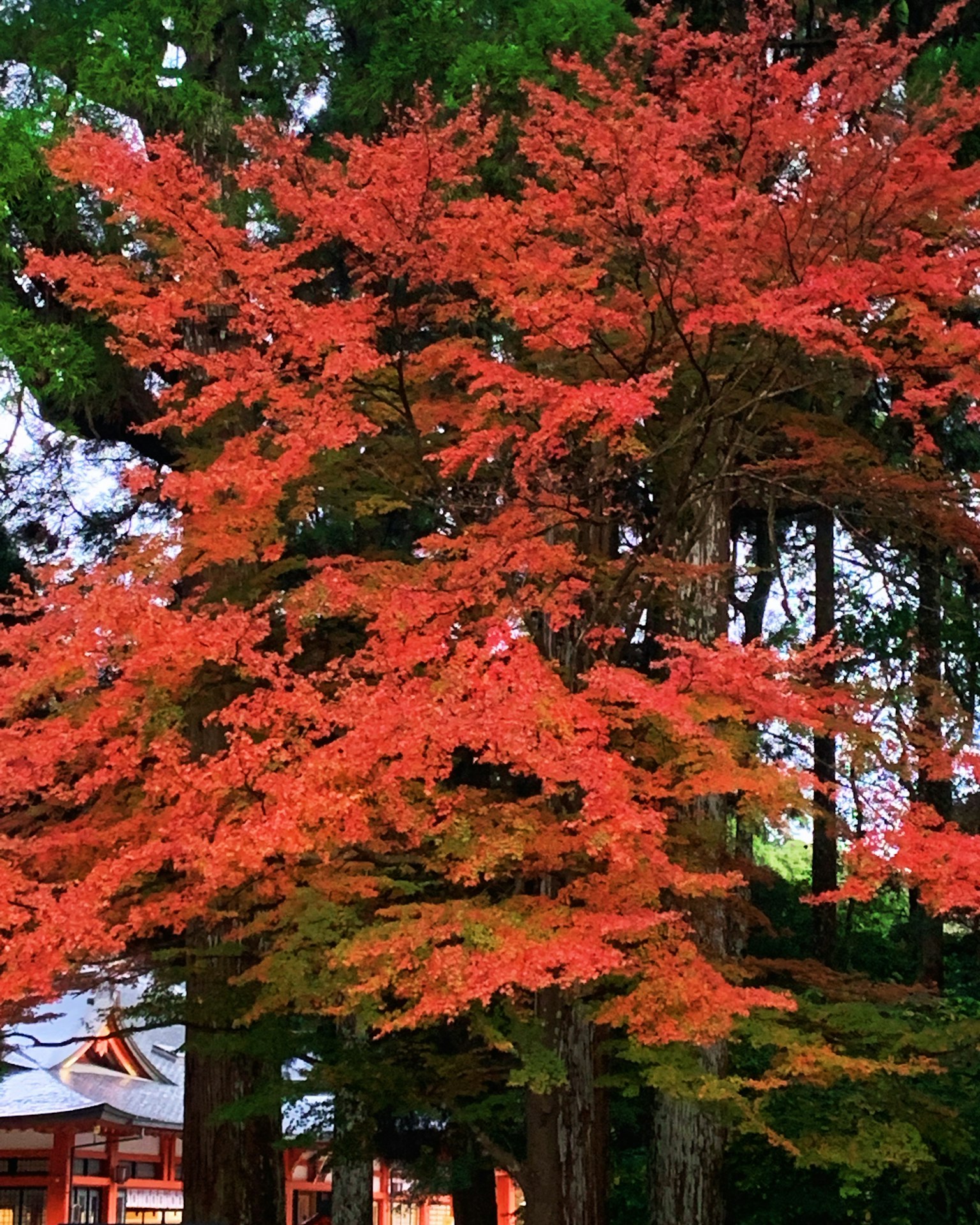 Daun maple merah cerah dengan latar belakang hijau