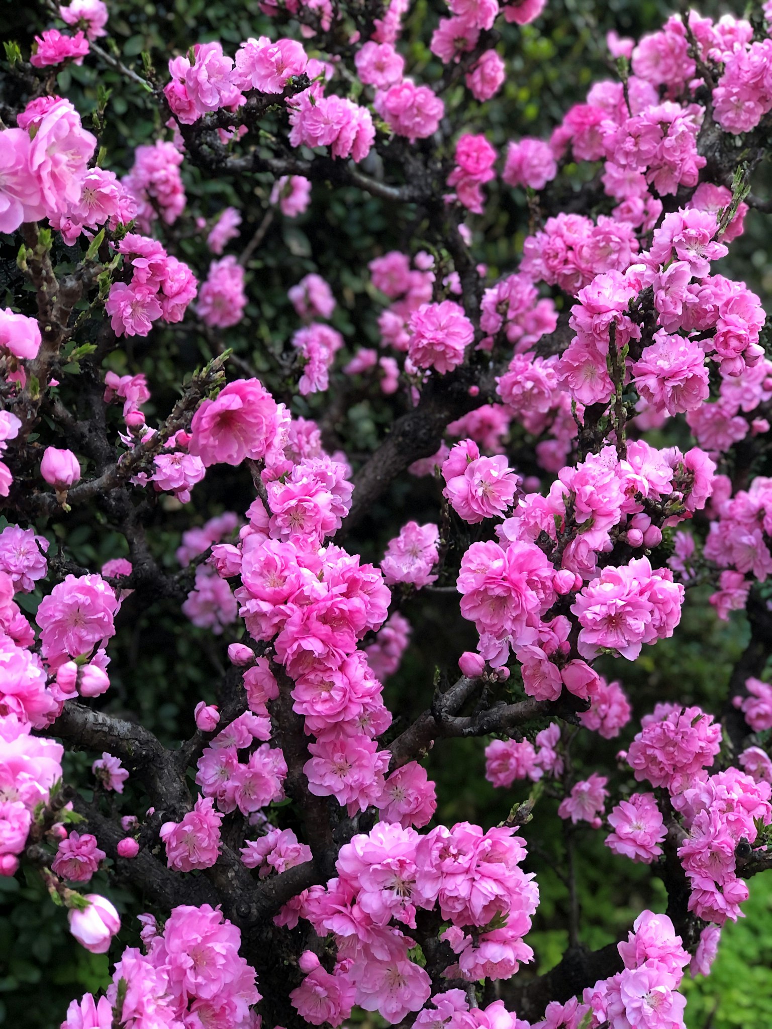 Ramas de un árbol cubiertas de flores rosas vibrantes