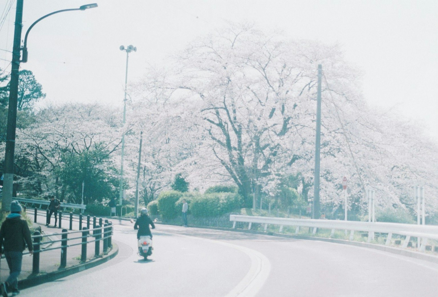 Pemandangan jalan yang dipenuhi pohon sakura yang sedang berbunga