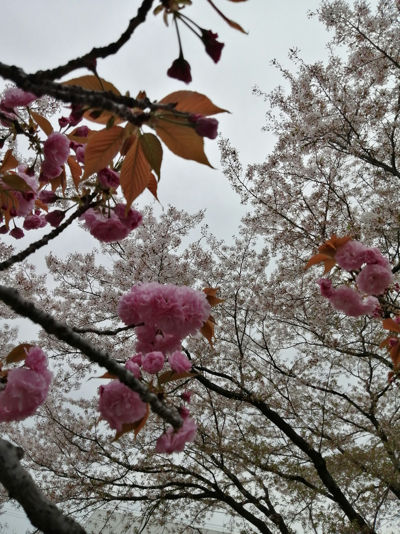 樱花枝的特写，粉色花朵和棕色叶子在阴云密布的天空下