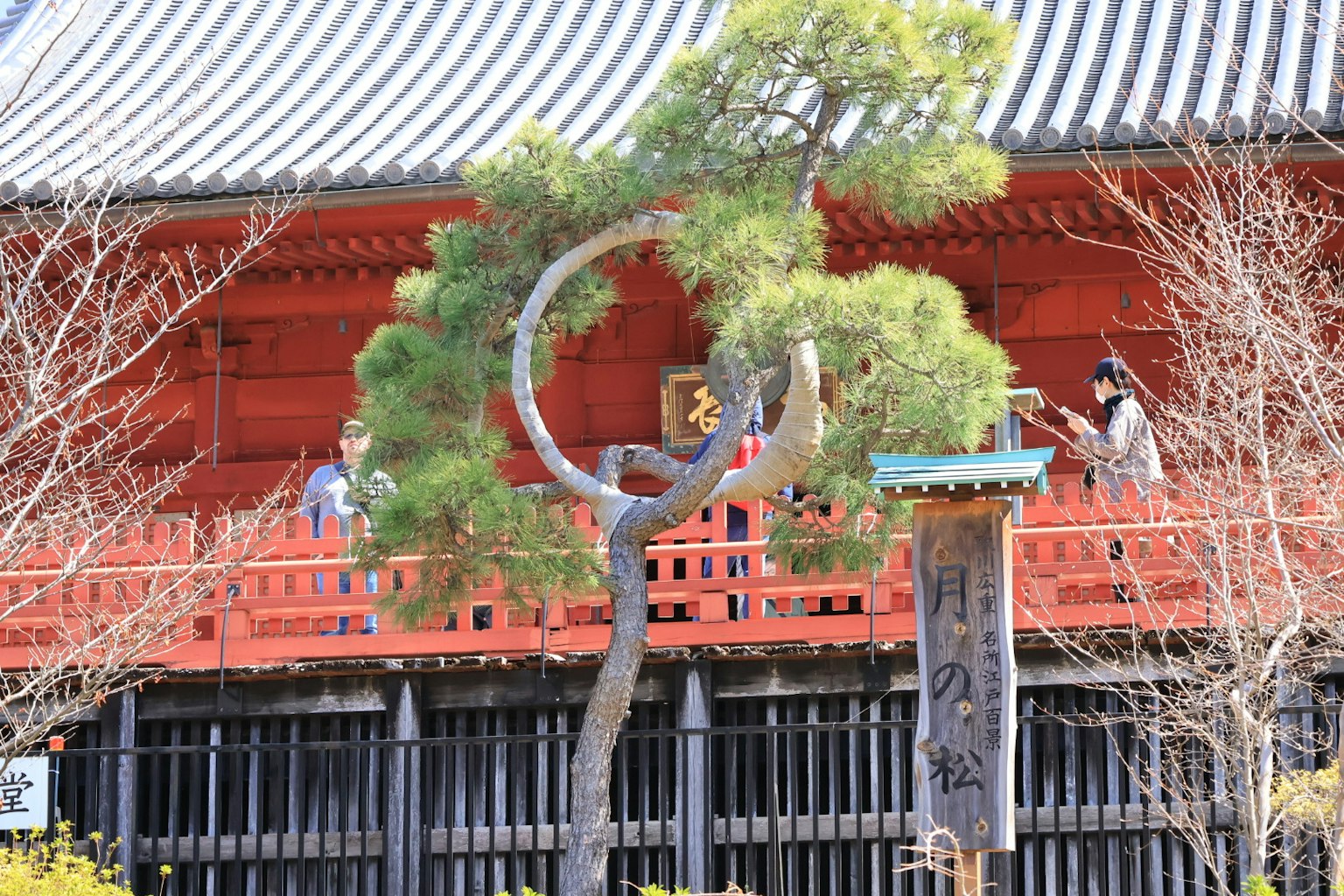 Arbre de pin courbé devant un bâtiment rouge avec des visiteurs
