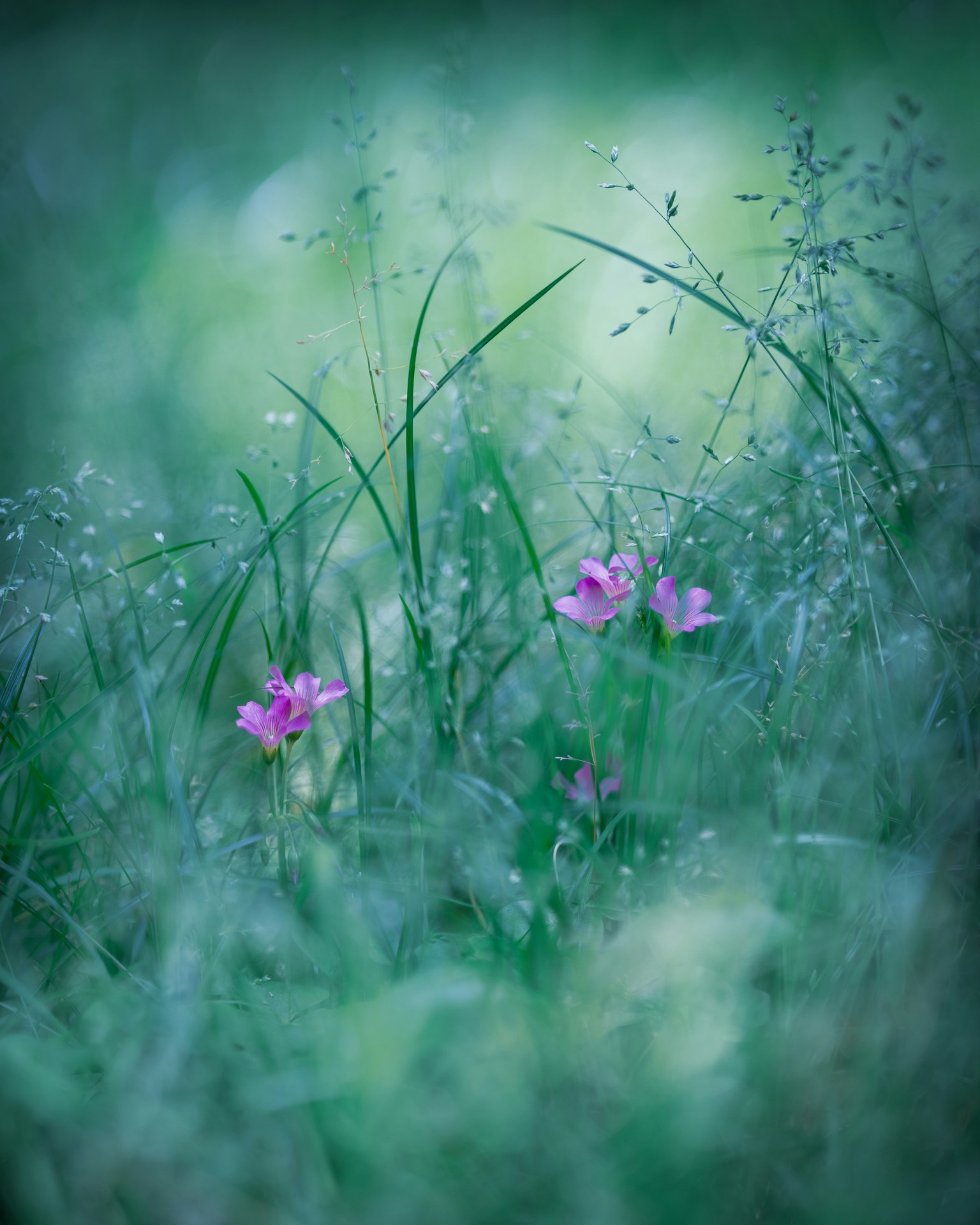 Fleurs roses épanouies parmi l'herbe verte dans un flou doux