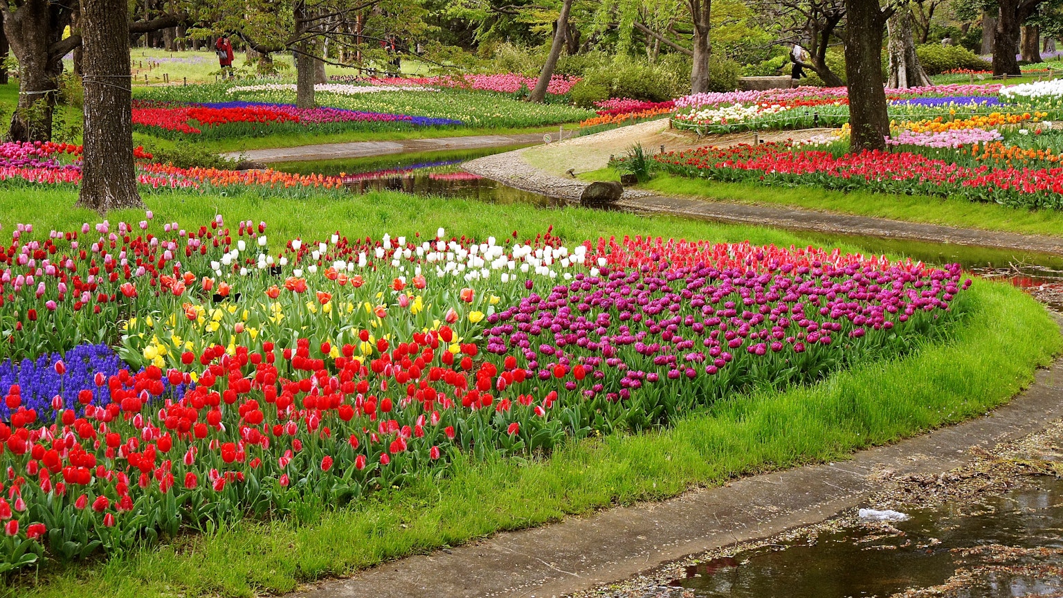 ภูมิทัศน์สวนดอกไม้ที่มีสีสันสดใสและสนามหญ้าเขียวชอุ่ม