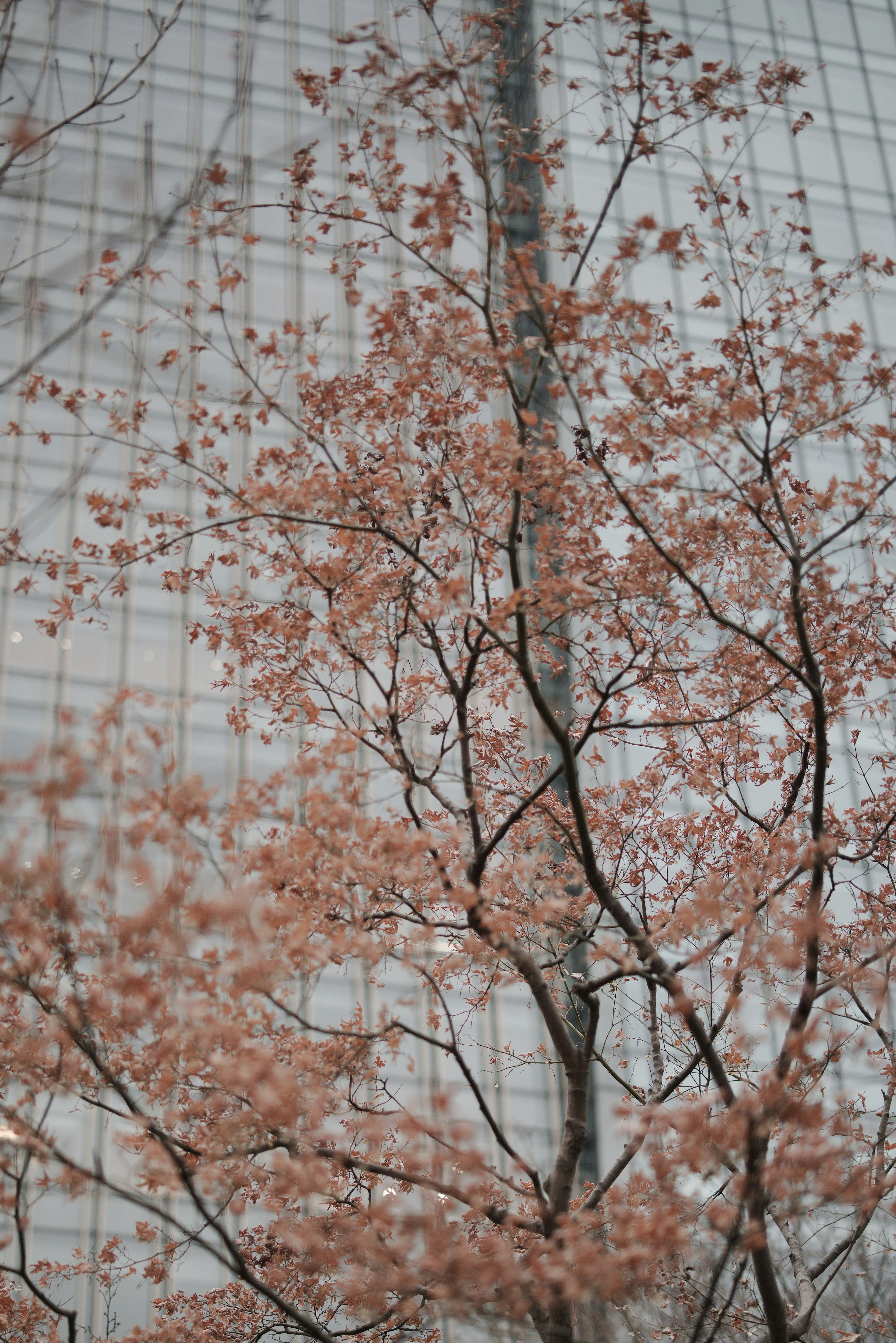冬季公園裡的櫻花枝與柔和花瓣景象