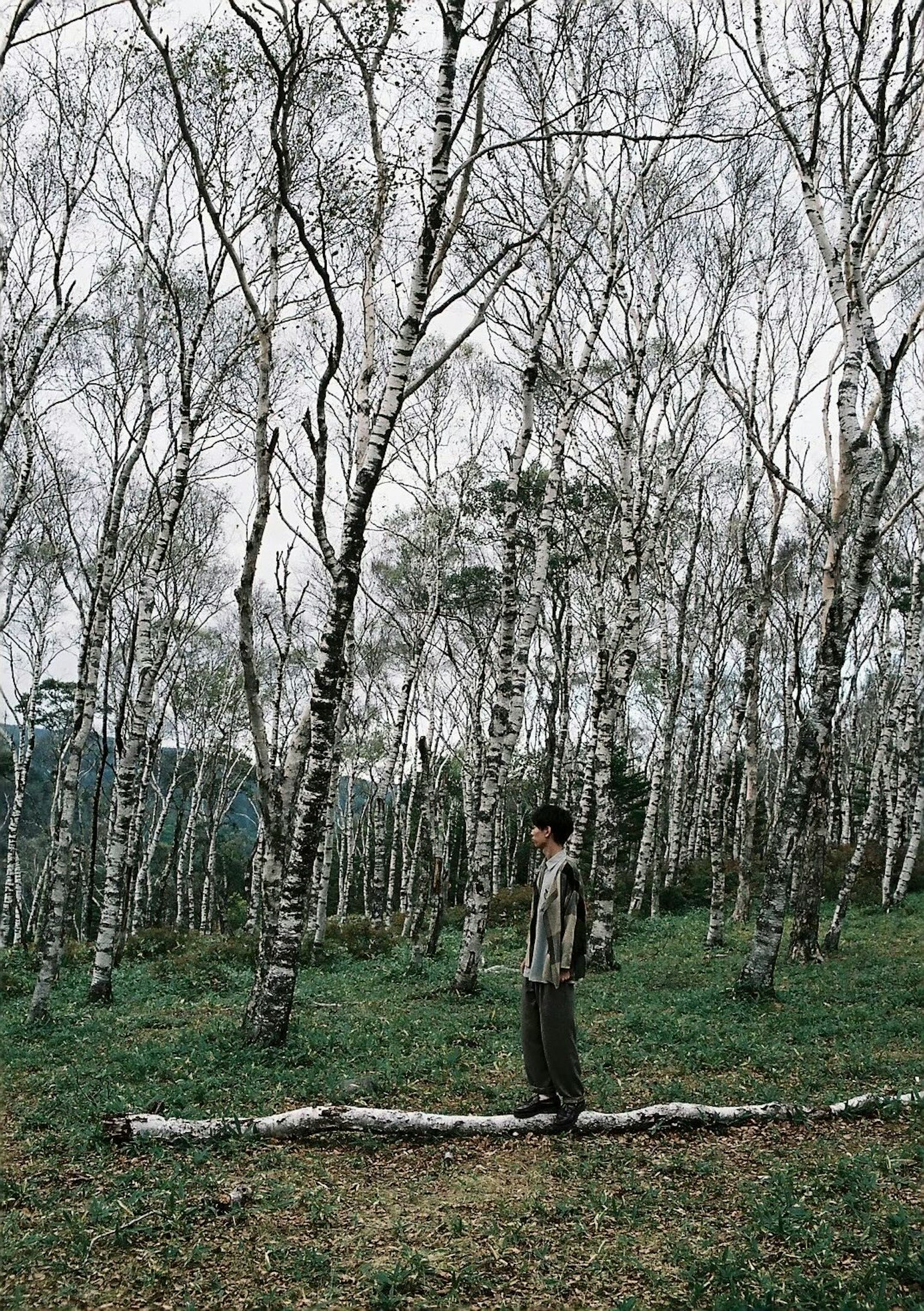 Una persona in piedi in una foresta di betulle
