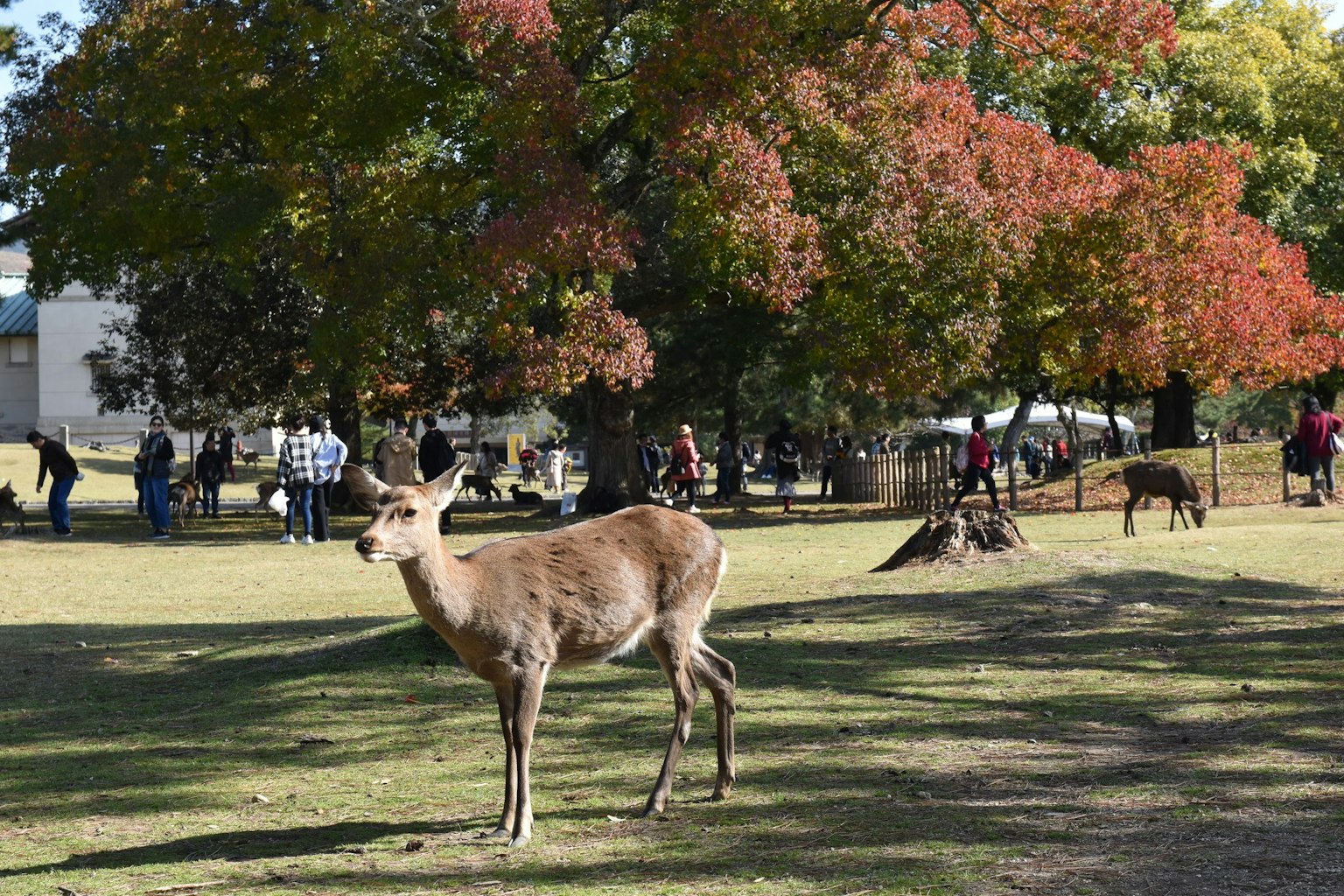 Deer standing in a park with colorful trees in the background and people nearby