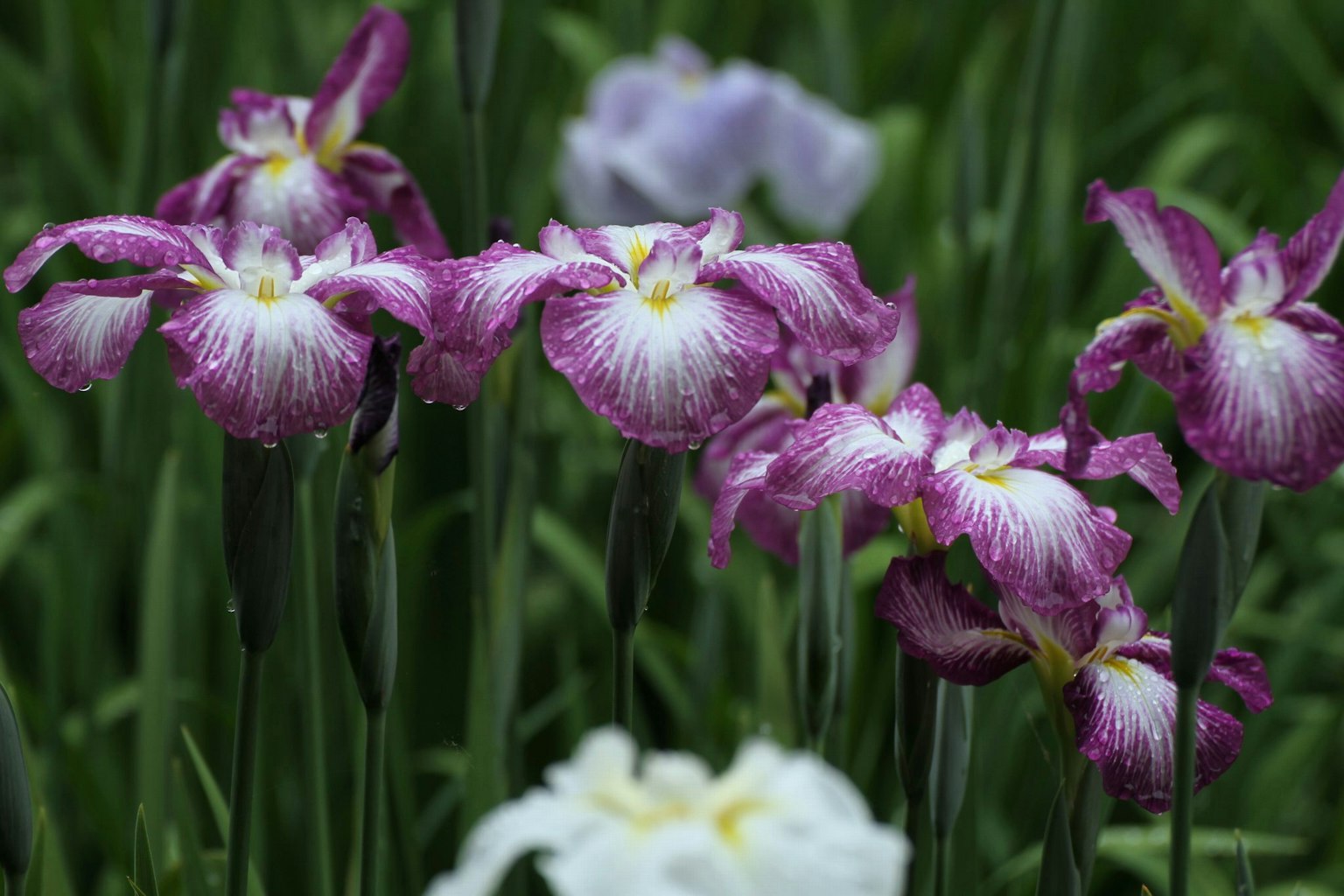 Des fleurs d'iris violettes et blanches fleurissent parmi des feuilles vertes