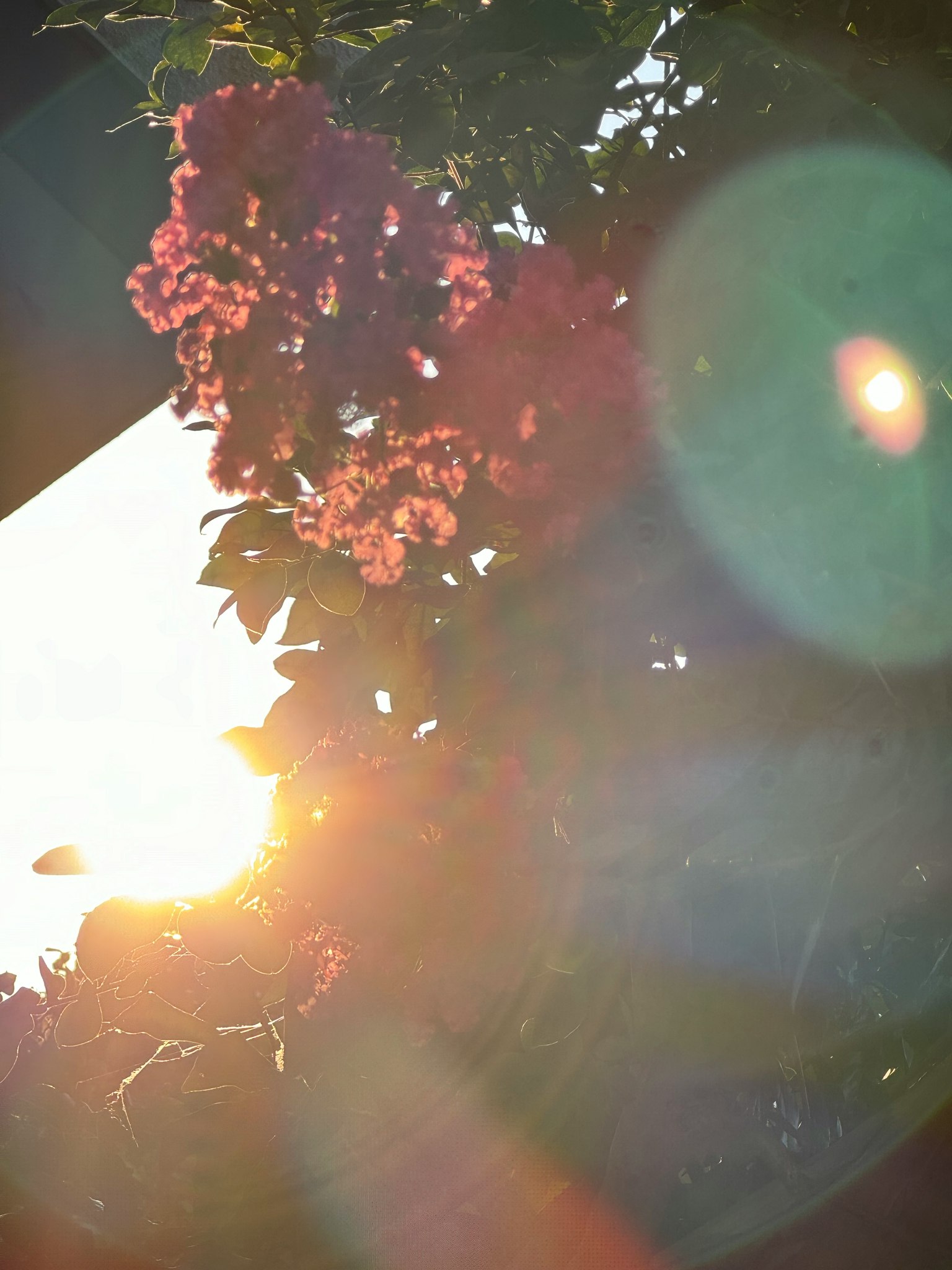 Fiori vivaci contro uno sfondo di tramonto con riflessi di luce