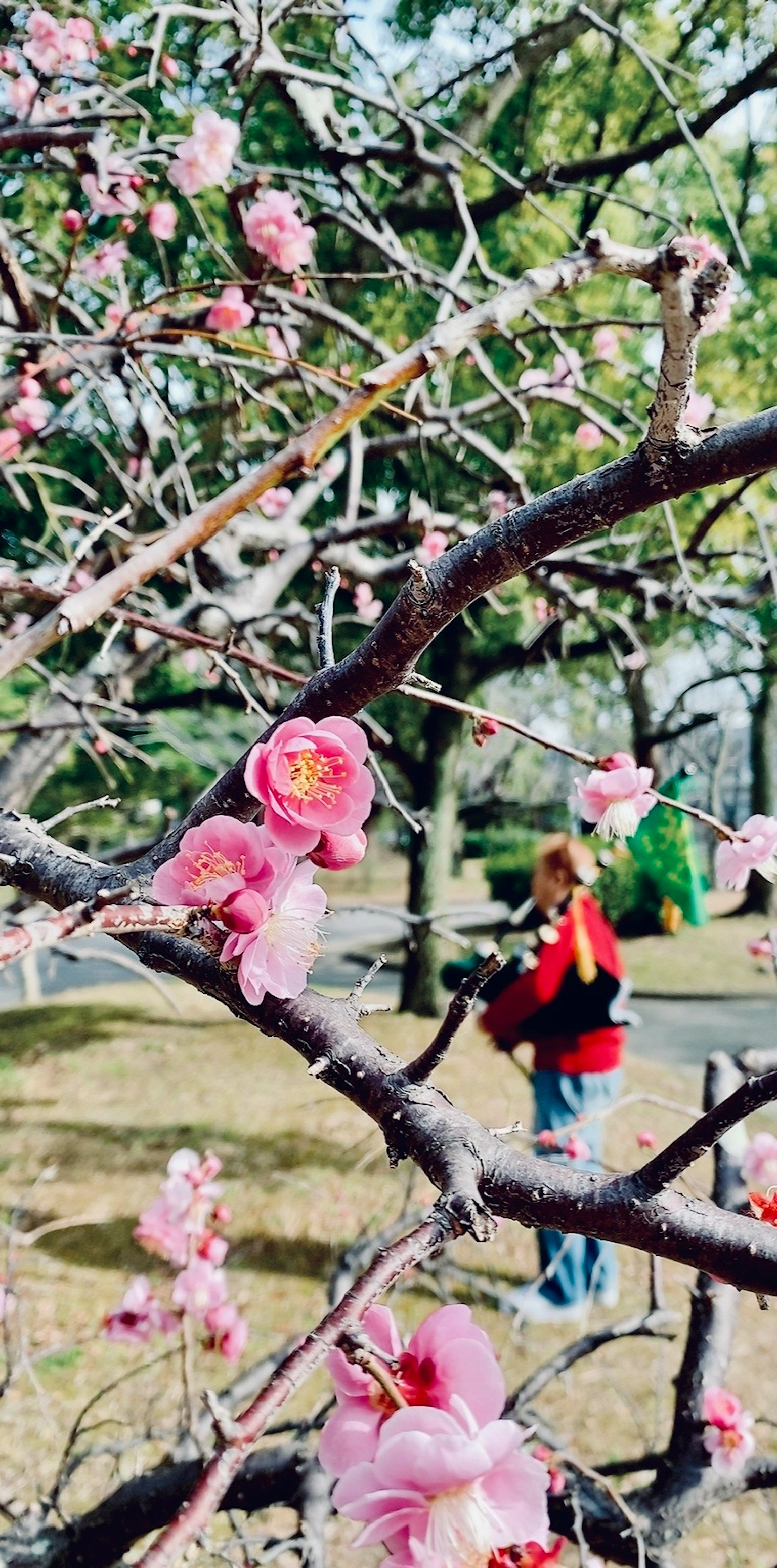 盛開的桃花枝和穿紅色毛衣的人