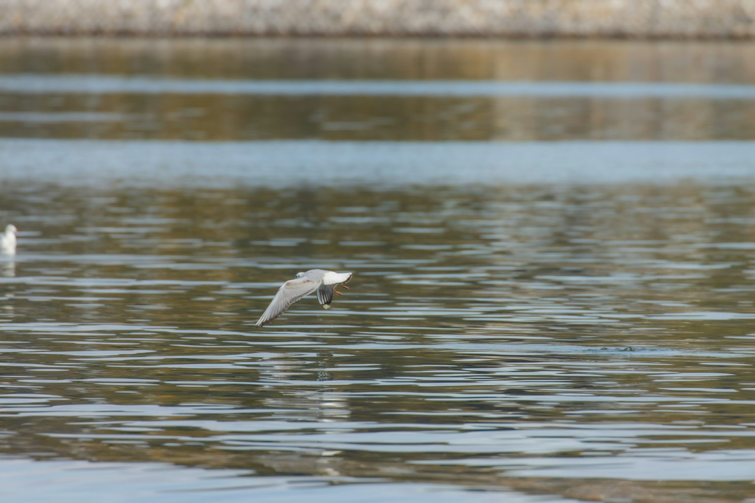 Un poisson sautant au-dessus de la surface de l'eau calme