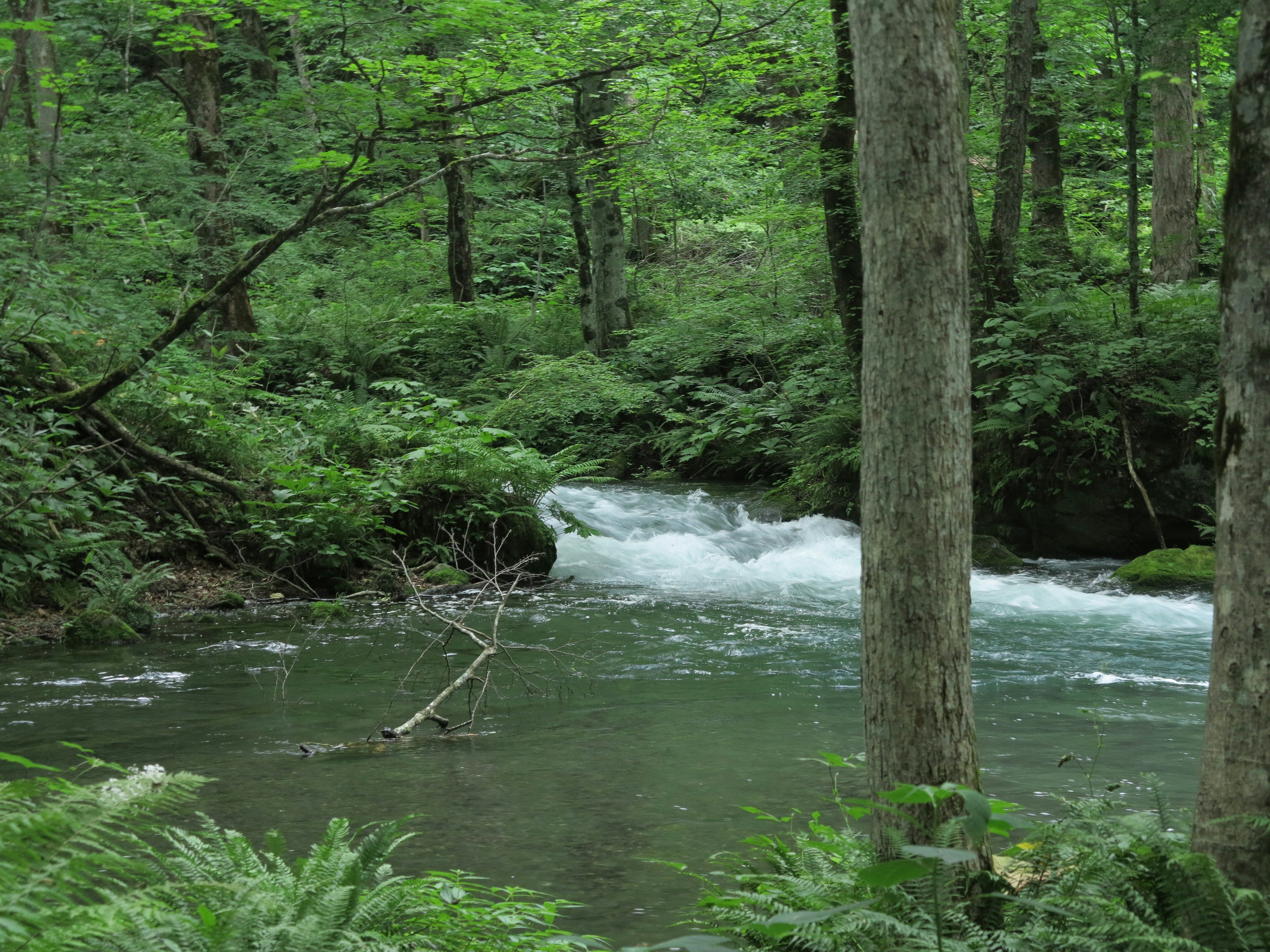 un pequeño arroyo que atraviesa un bosque verde y exuberante