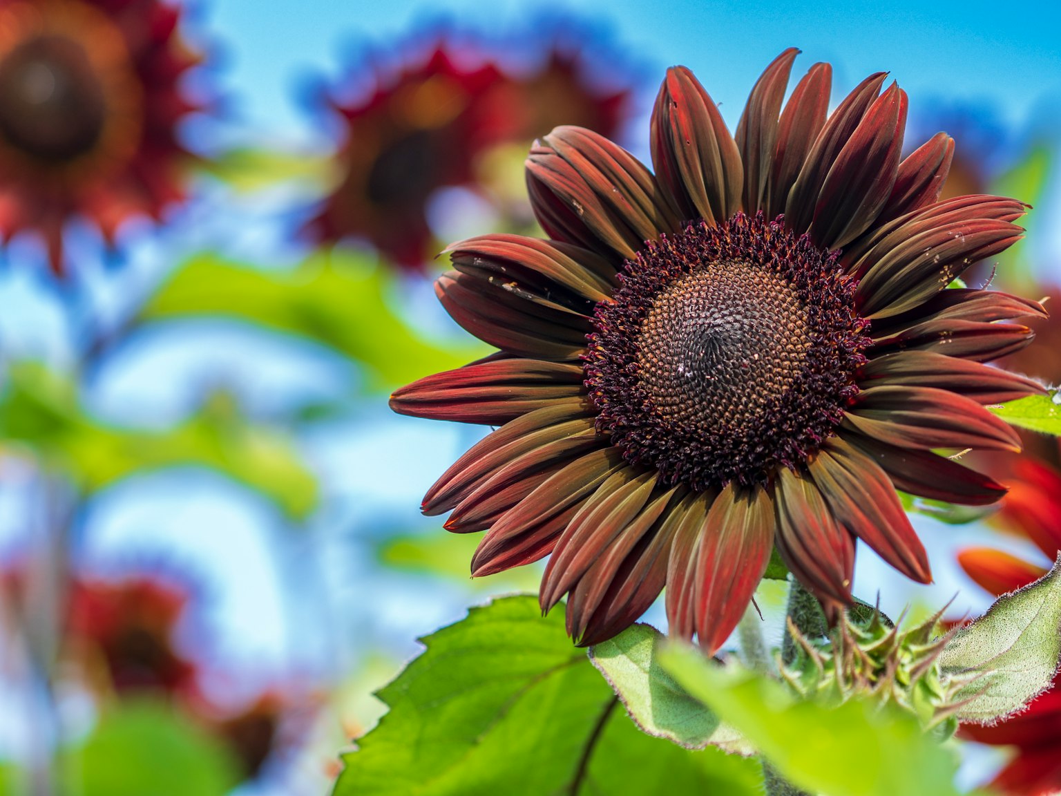 Girasol vibrante en flor bajo un cielo azul