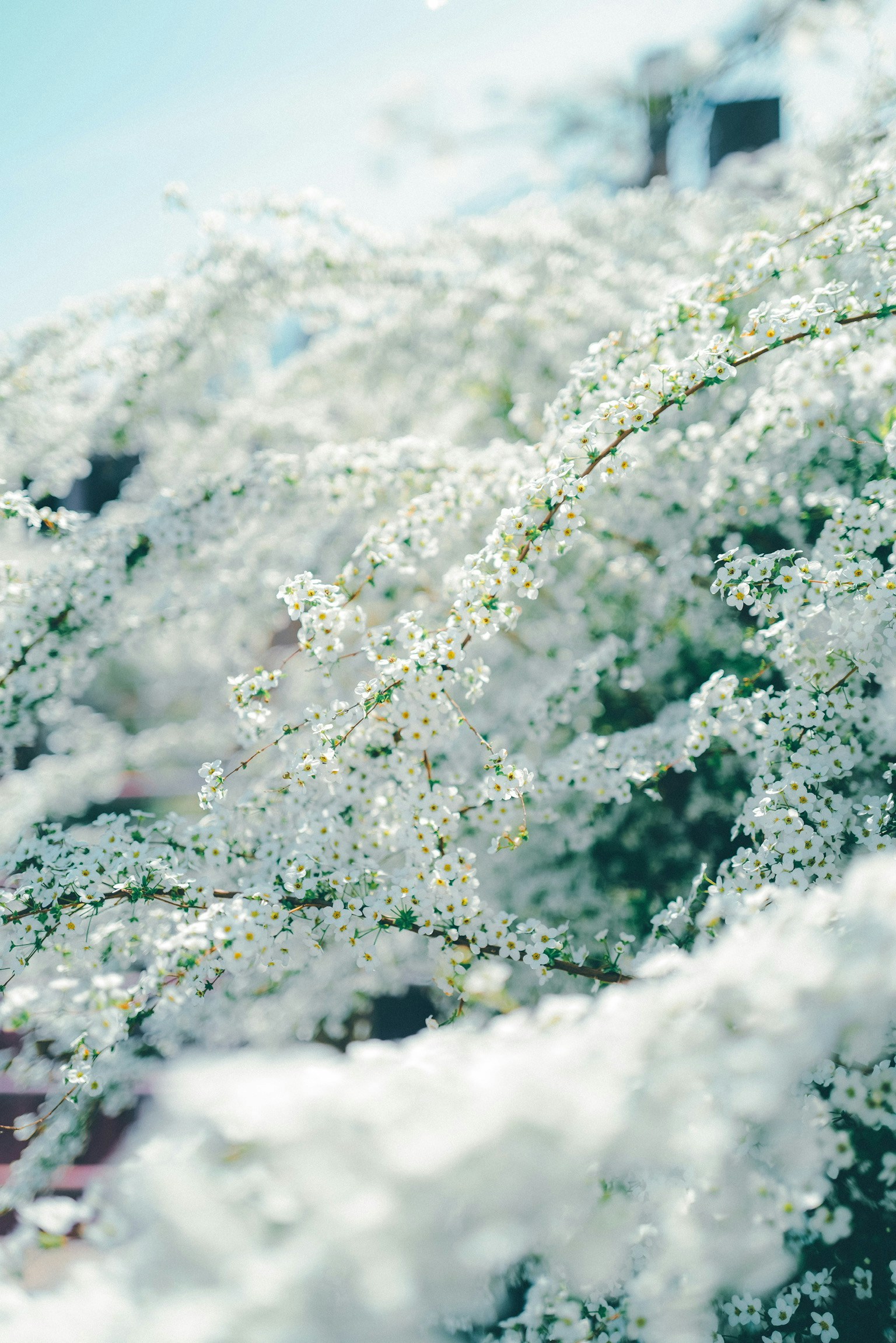 Gros plan sur une belle scène avec des fleurs blanches en fleurs