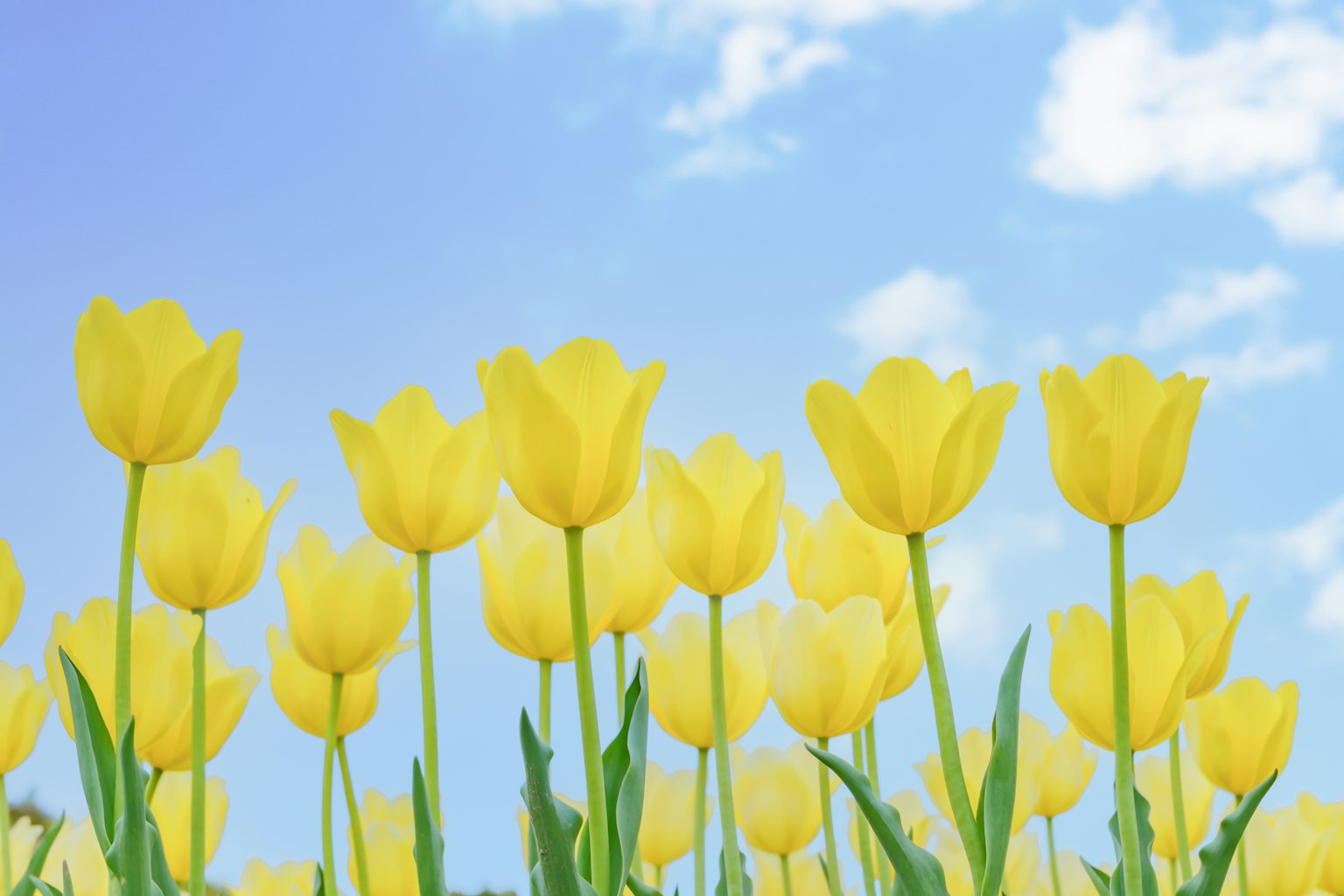 Một cánh đồng tulip vàng nở dưới bầu trời xanh