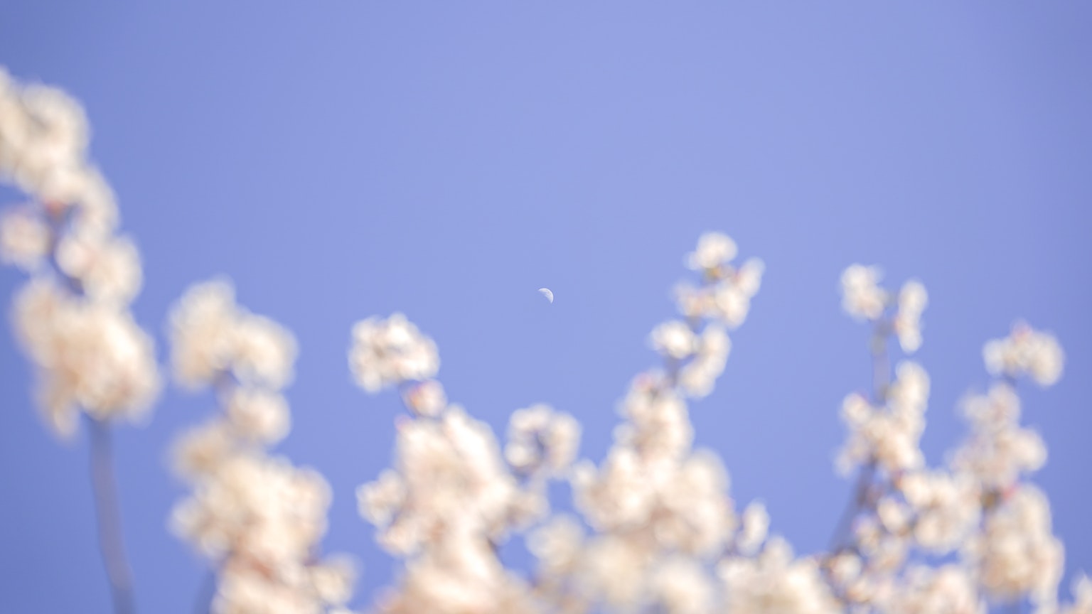 파란 하늘 배경의 흰 꽃 클로즈업